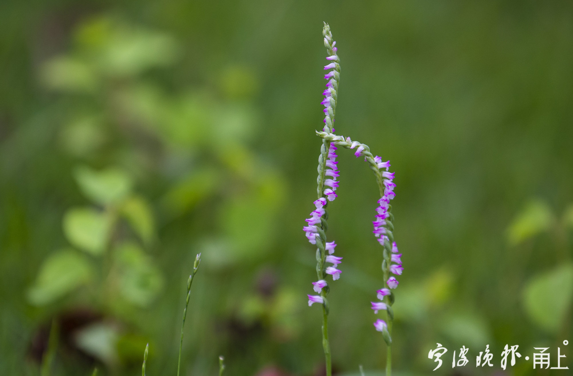 日湖公园的绶草开花了这是世界上最小的兰花