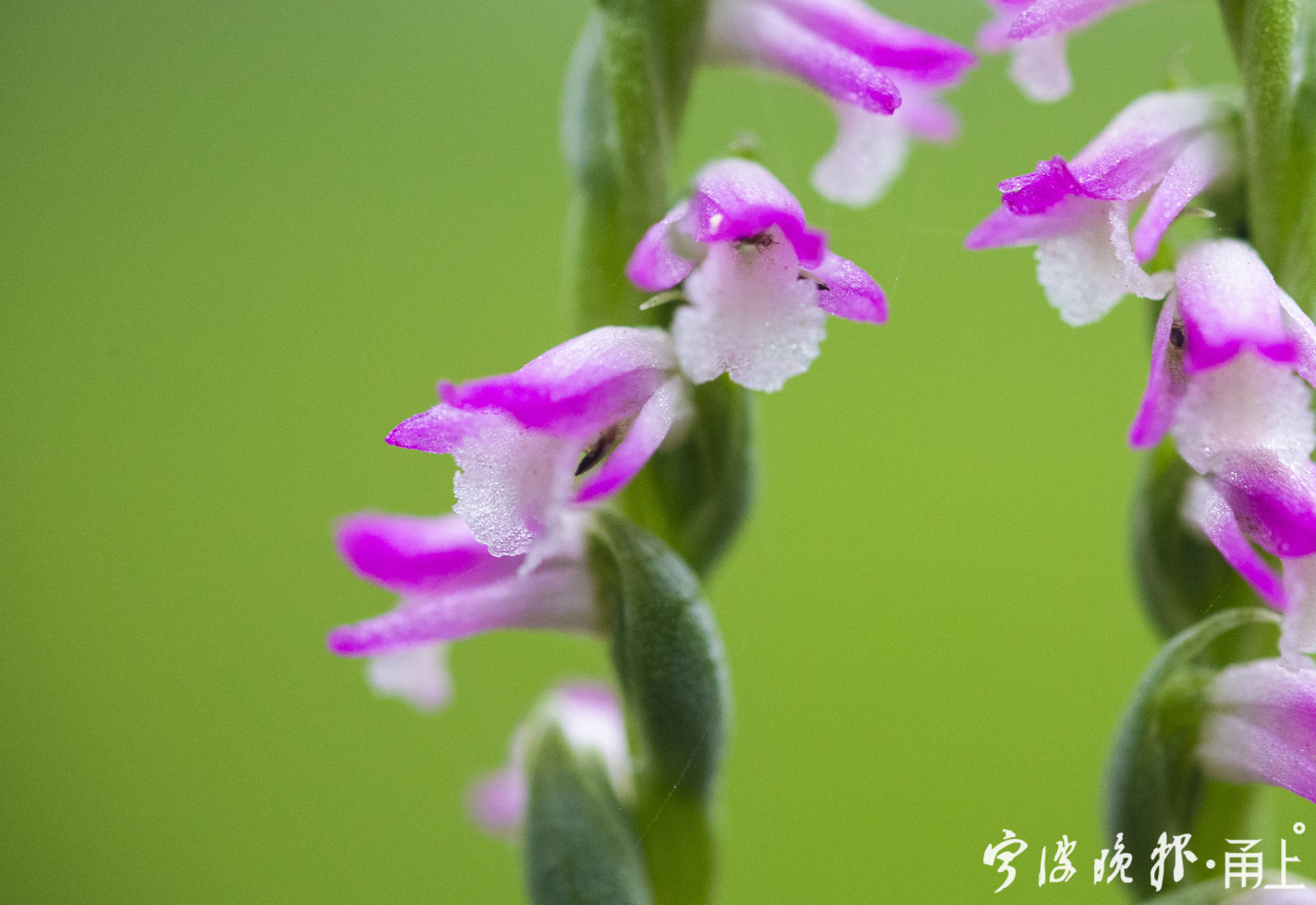 日湖公园的绶草开花了这是世界上最小的兰花
