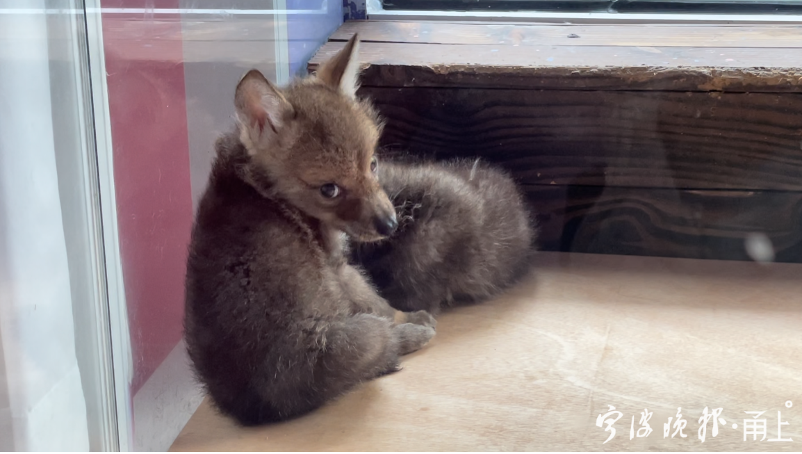 宁波这5头小奶狼"双满月"啦