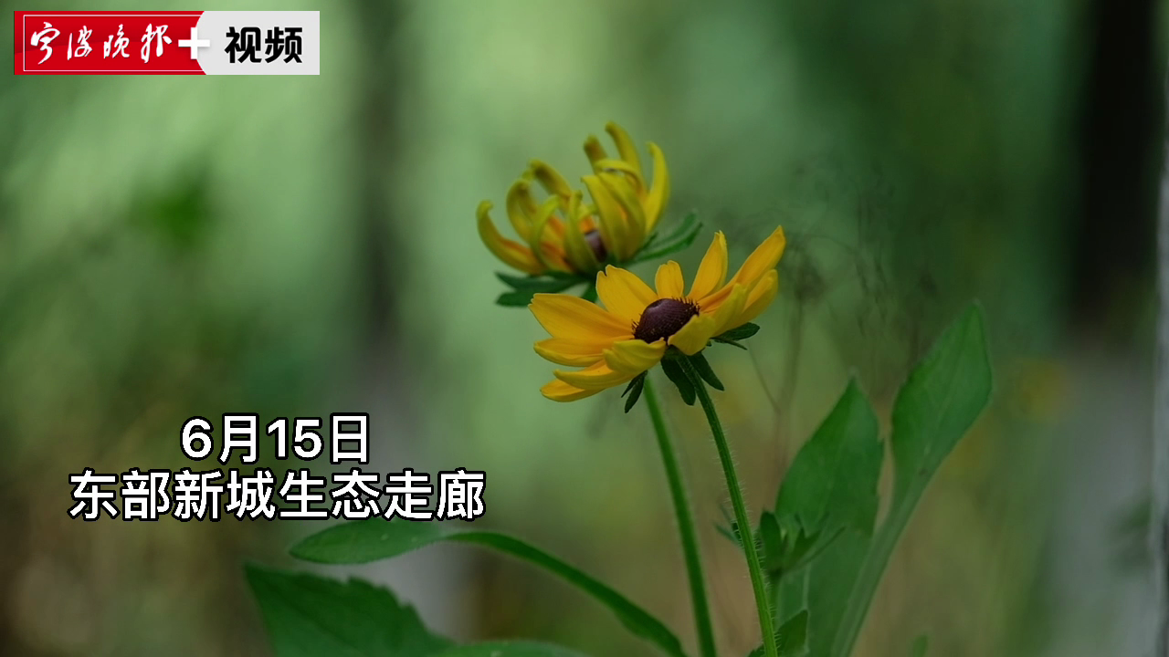 今日依旧雨 歇 抓紧时间晾晒衣物啰 甬上 宁波晚报 宁波都市传媒网