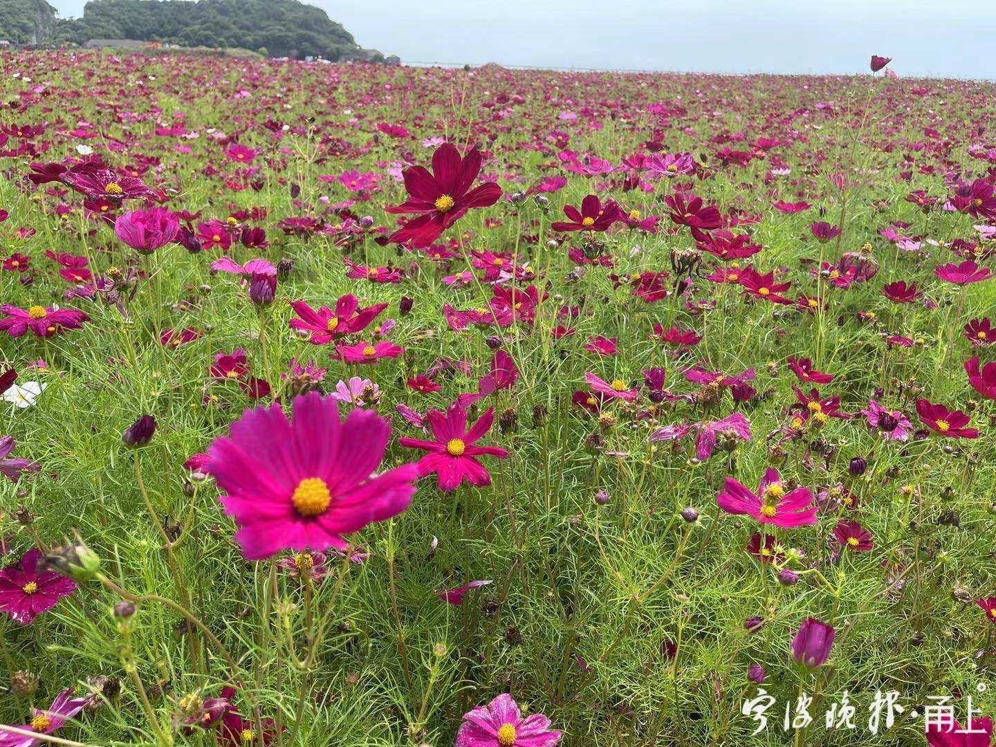 一片硕大的花海面向大海,这就是最近在朋友圈红得一塌糊涂的咸祥花海