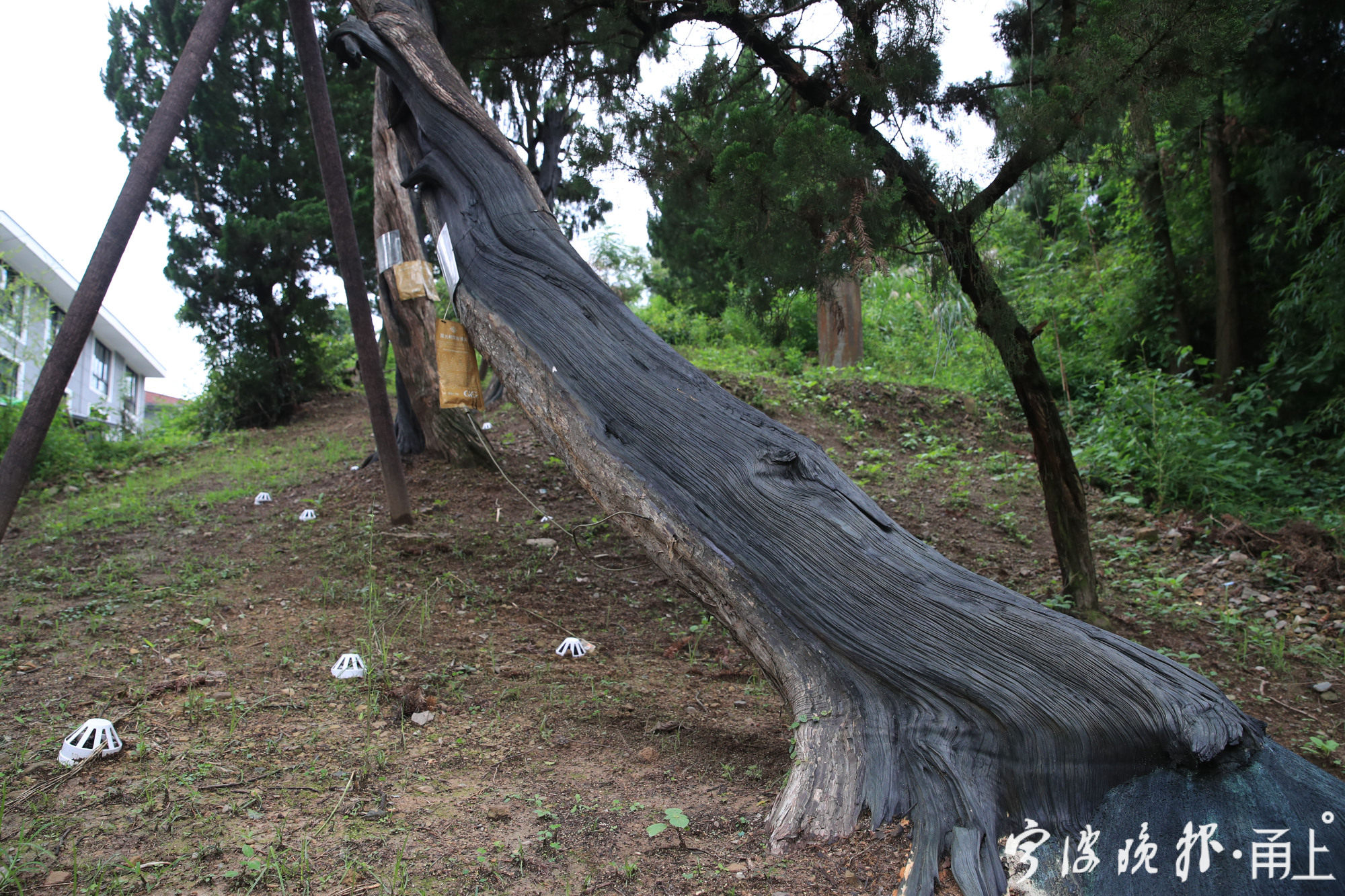 宁海前童这座古村,方孝孺曾在此读书讲学,其手植柏树如今仍郁郁葱葱