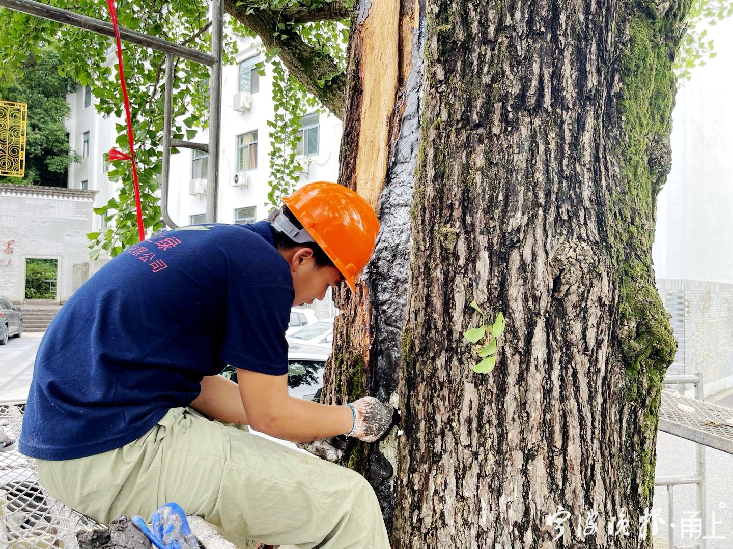 慈湖中学千年银杏接受"整容修复"手术!宁波古树名木已落实"一树一卡"