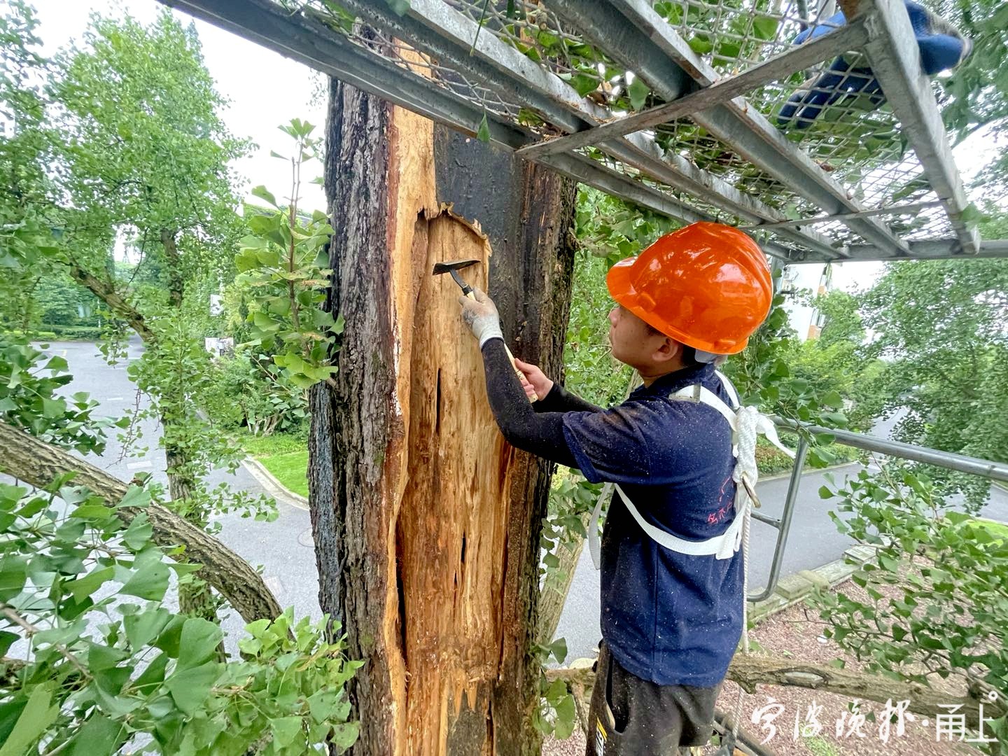 慈湖中学千年银杏接受"整容修复"手术!宁波古树名木已落实"一树一卡"