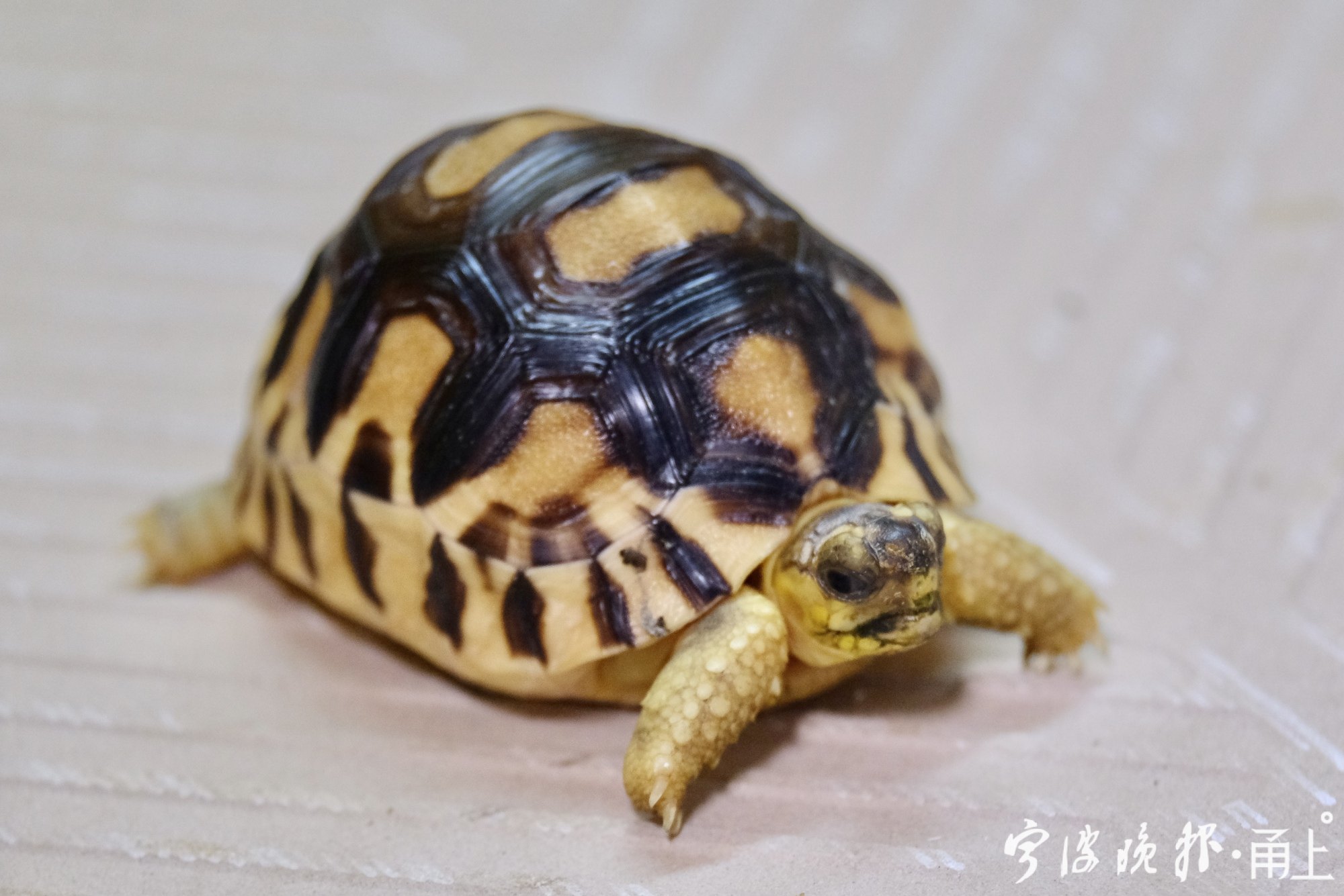 国内首例宁波出生的安哥洛卡象龟洛洛满百天啦