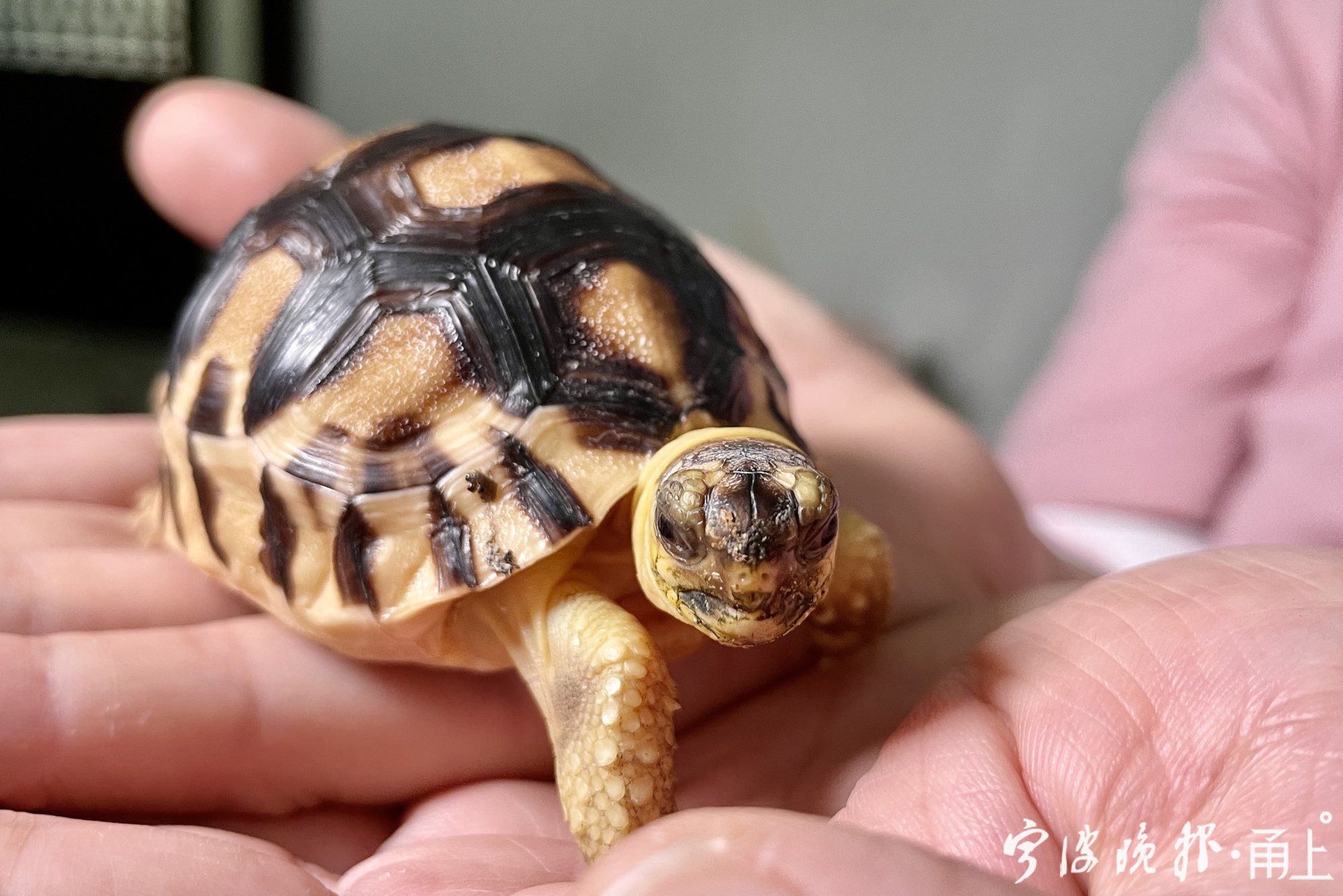 国内首例宁波出生的安哥洛卡象龟洛洛满百天啦