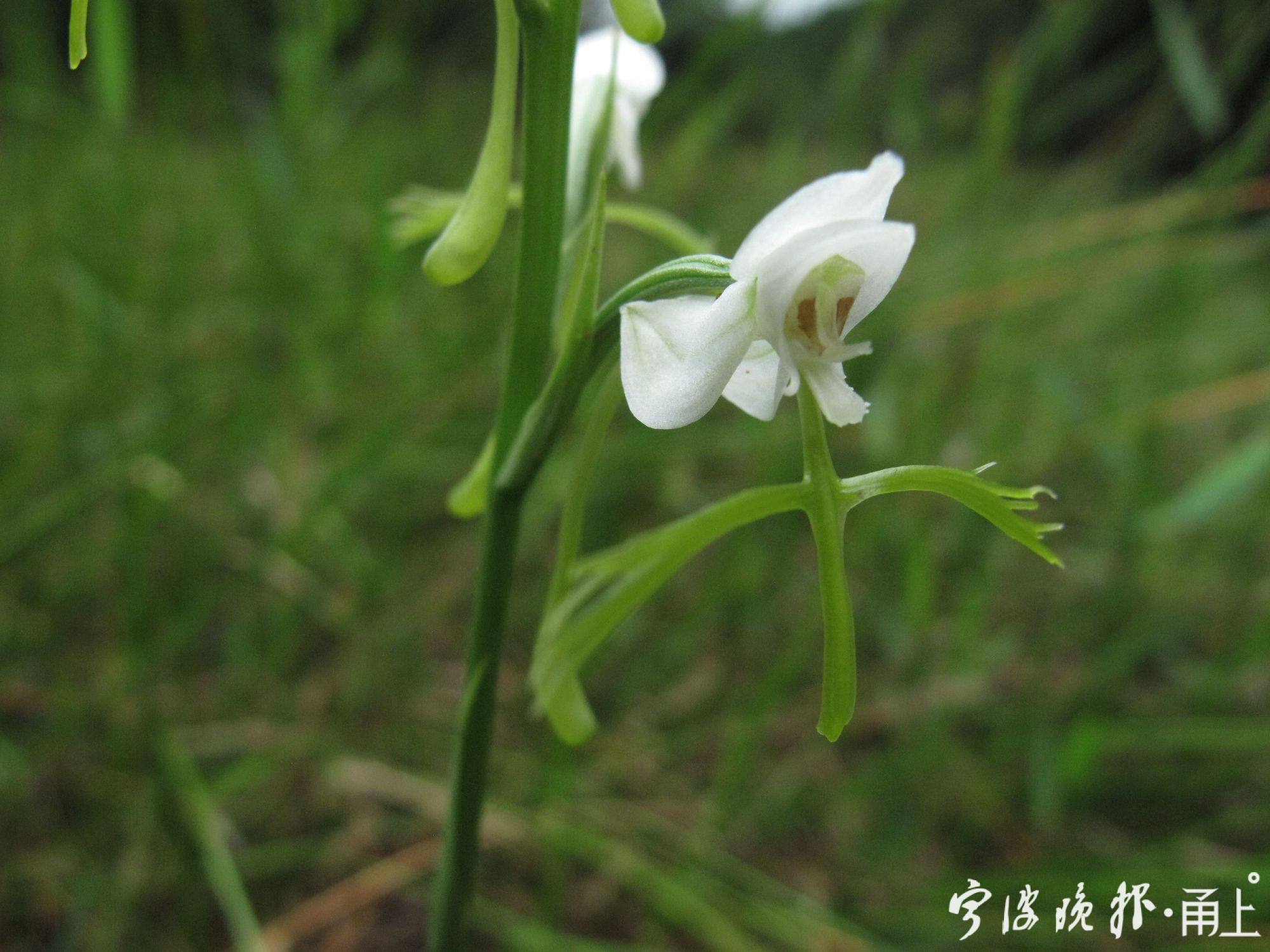 9——珍稀兰科植物线叶十字兰花朵特写,萼片和花瓣为白色,距特别长