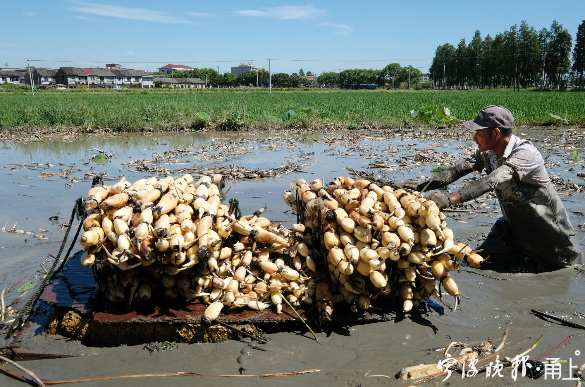 一身淤泥捧藕香!莲藕上市的旺季来了