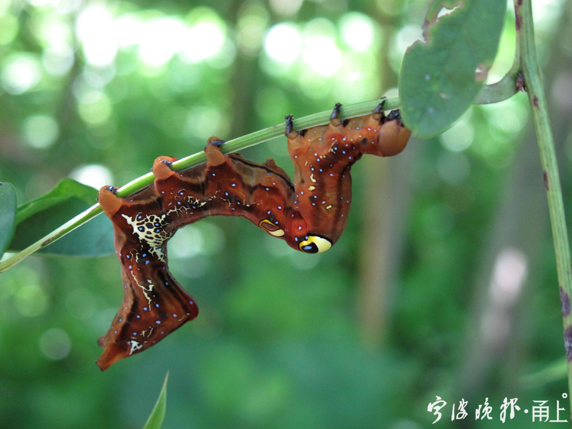 016——枯叶夜蛾的幼虫背部有2个醒目的眼斑,同样具有吓唬天敌的功能.
