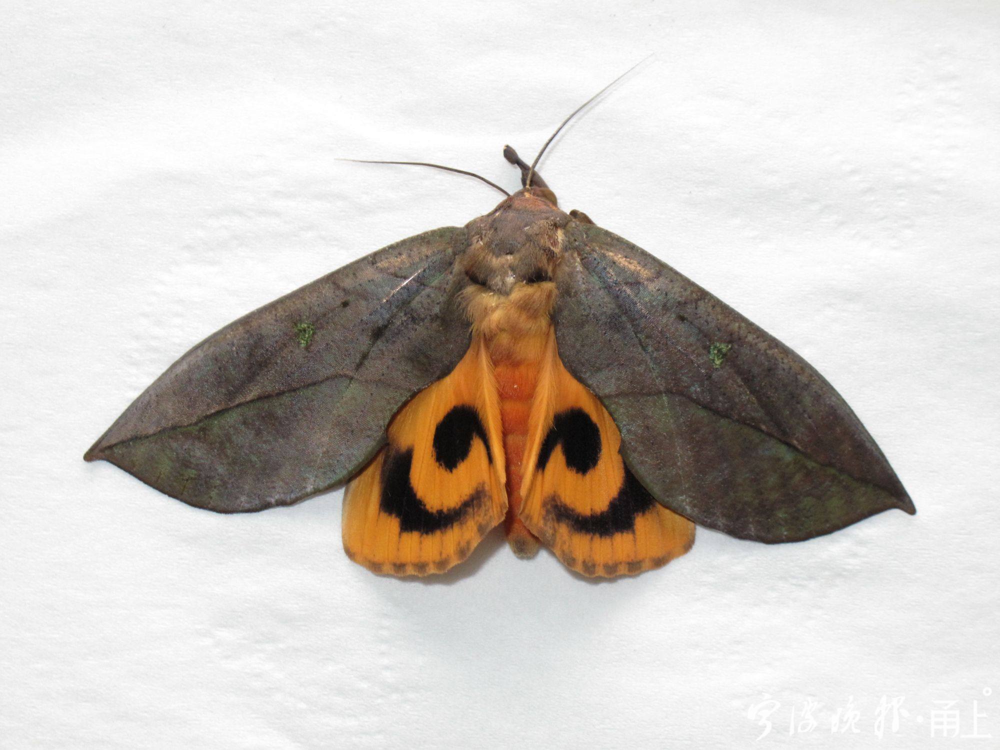 "我很丑,可我很有趣"!你见过这些其貌不扬的蛾类吗? - 宁波都市传媒网