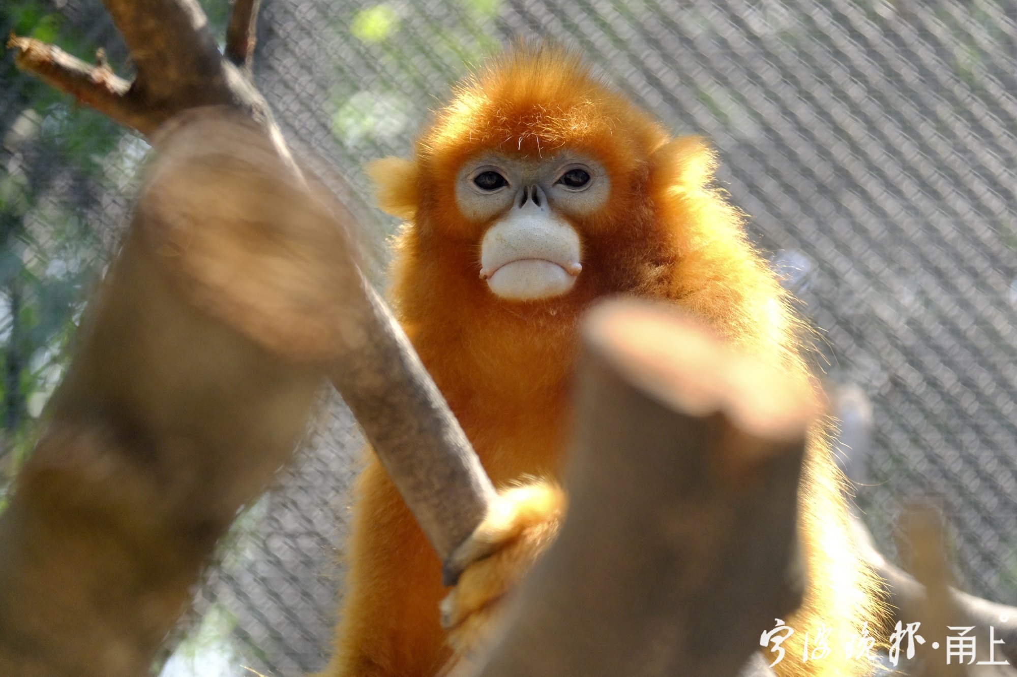 这八只川金丝猴,在宁波过中秋啦!