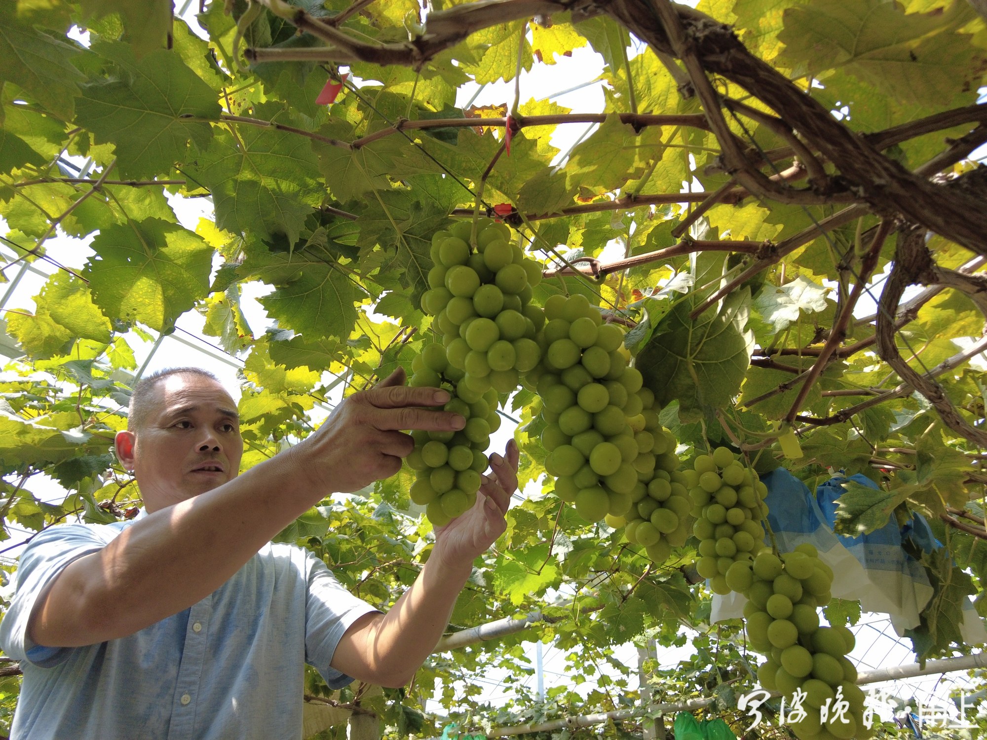 走进丰收里九龙湖晚熟葡萄抢占节日市场它为什么这么贵