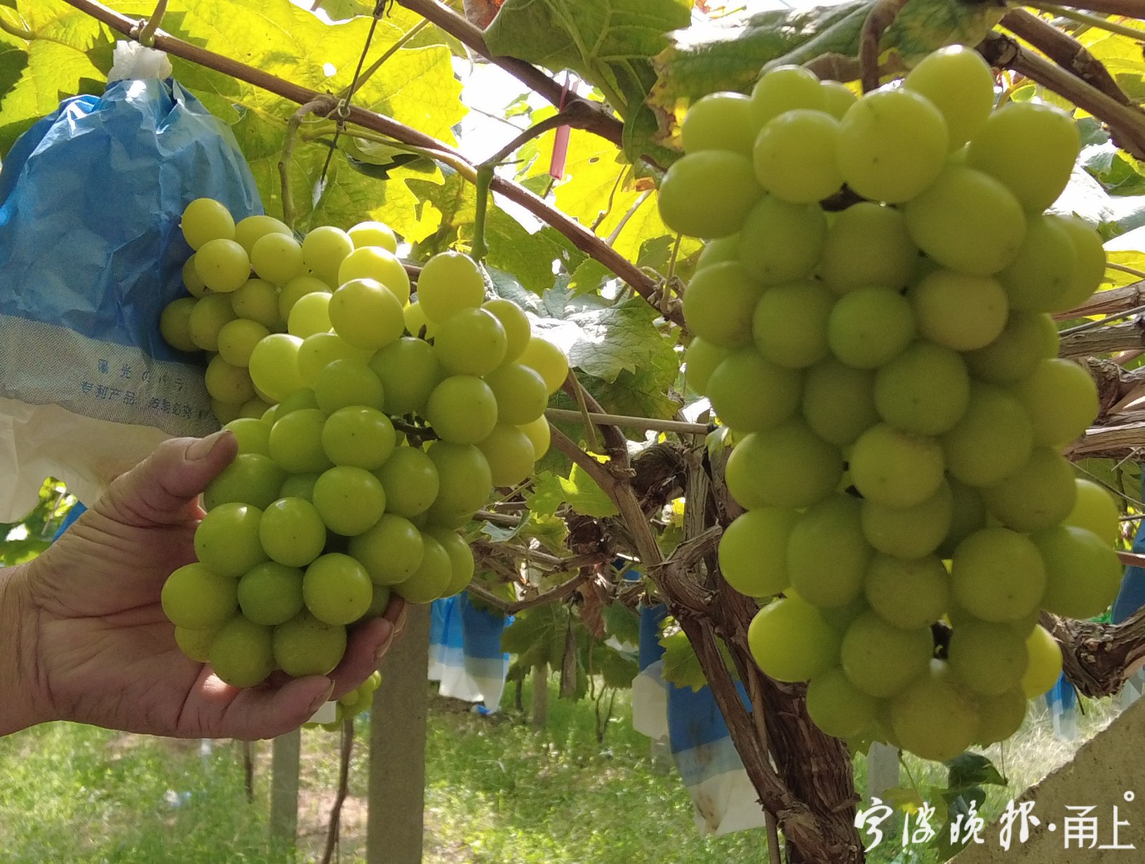 走进丰收里九龙湖晚熟葡萄抢占节日市场它为什么这么贵