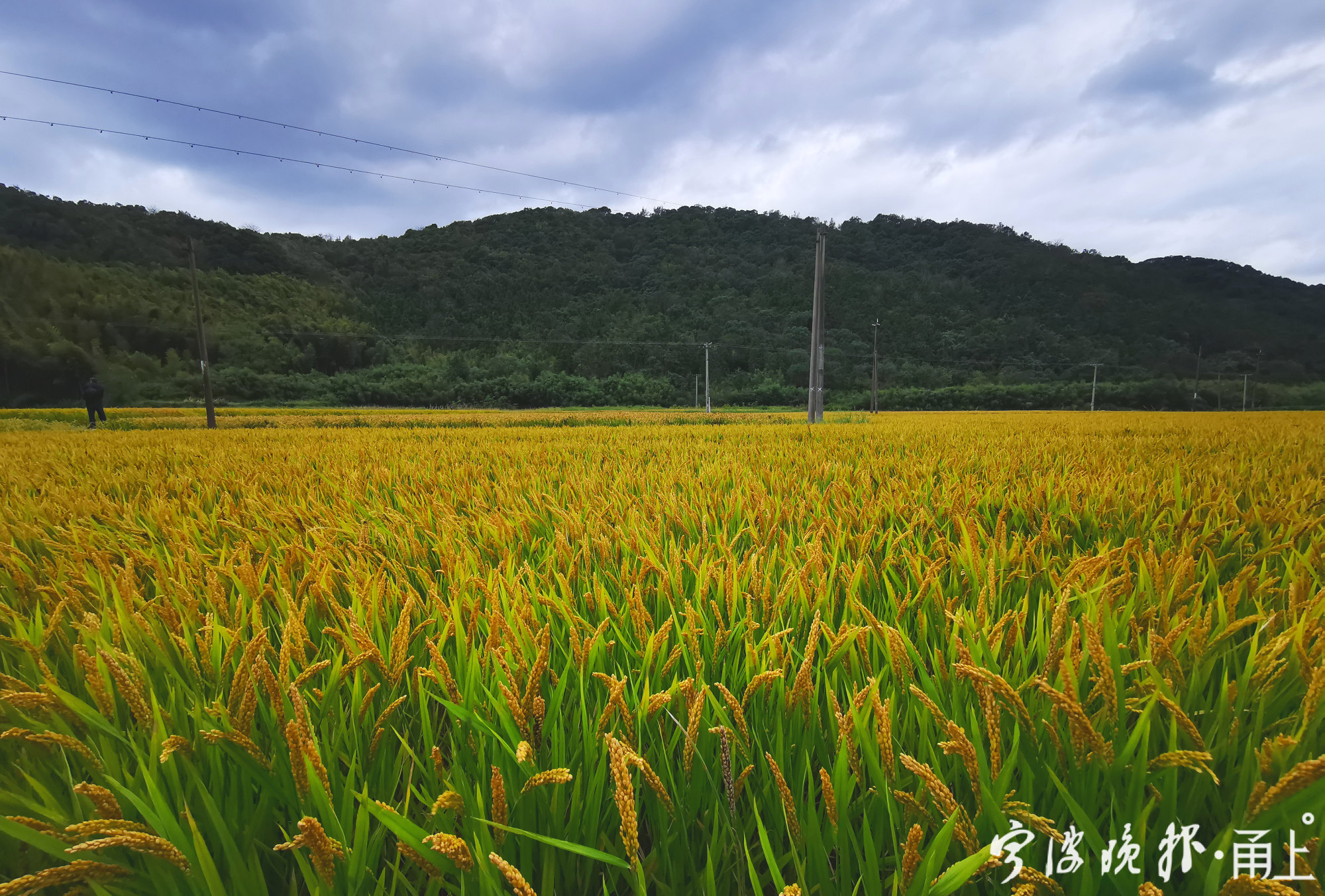 金色稻田映白荻,来这里赏太白湖秋季的狂野之美!