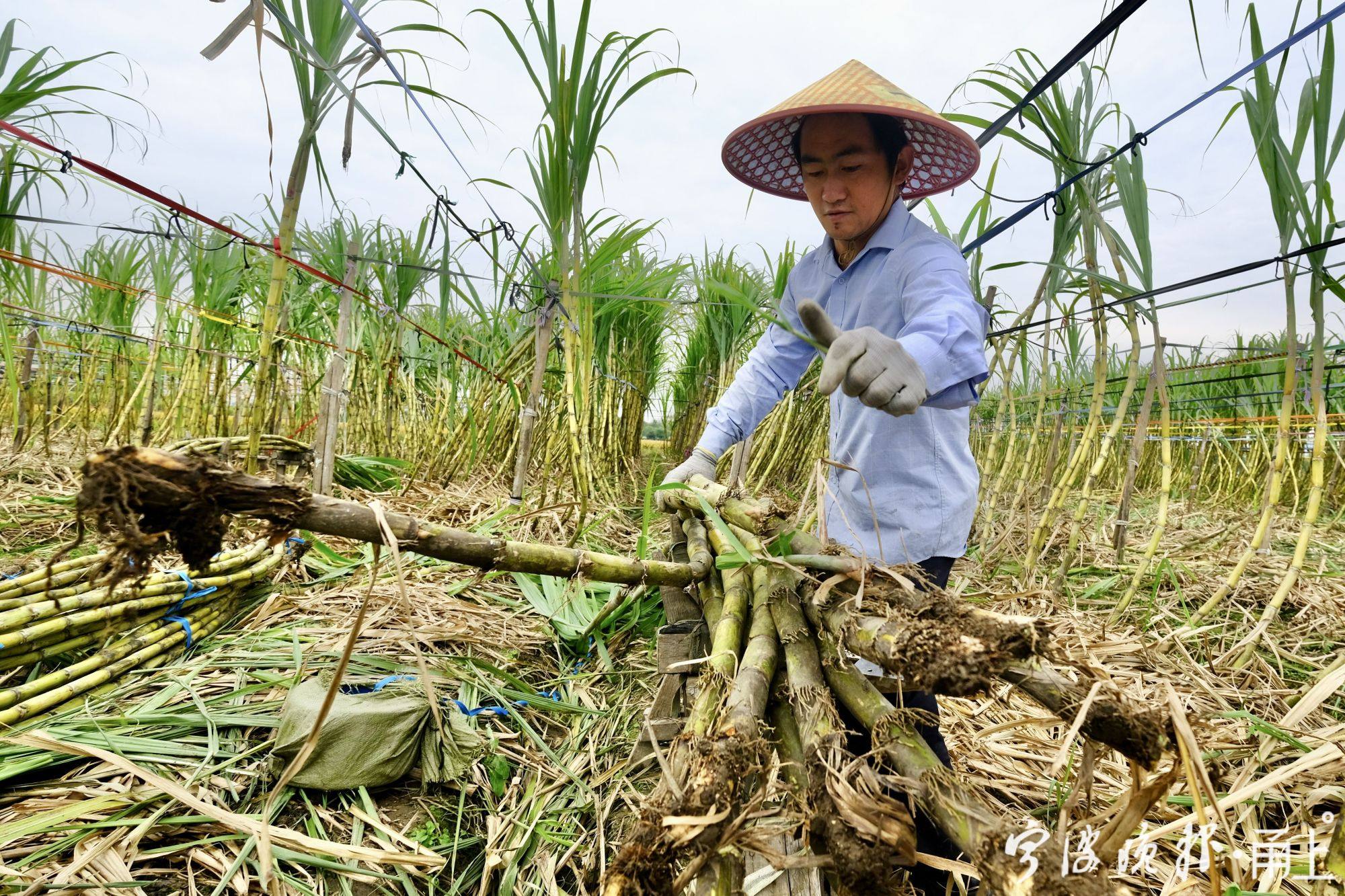 立冬補冬補嘴空讓我們幹了這根甘蔗