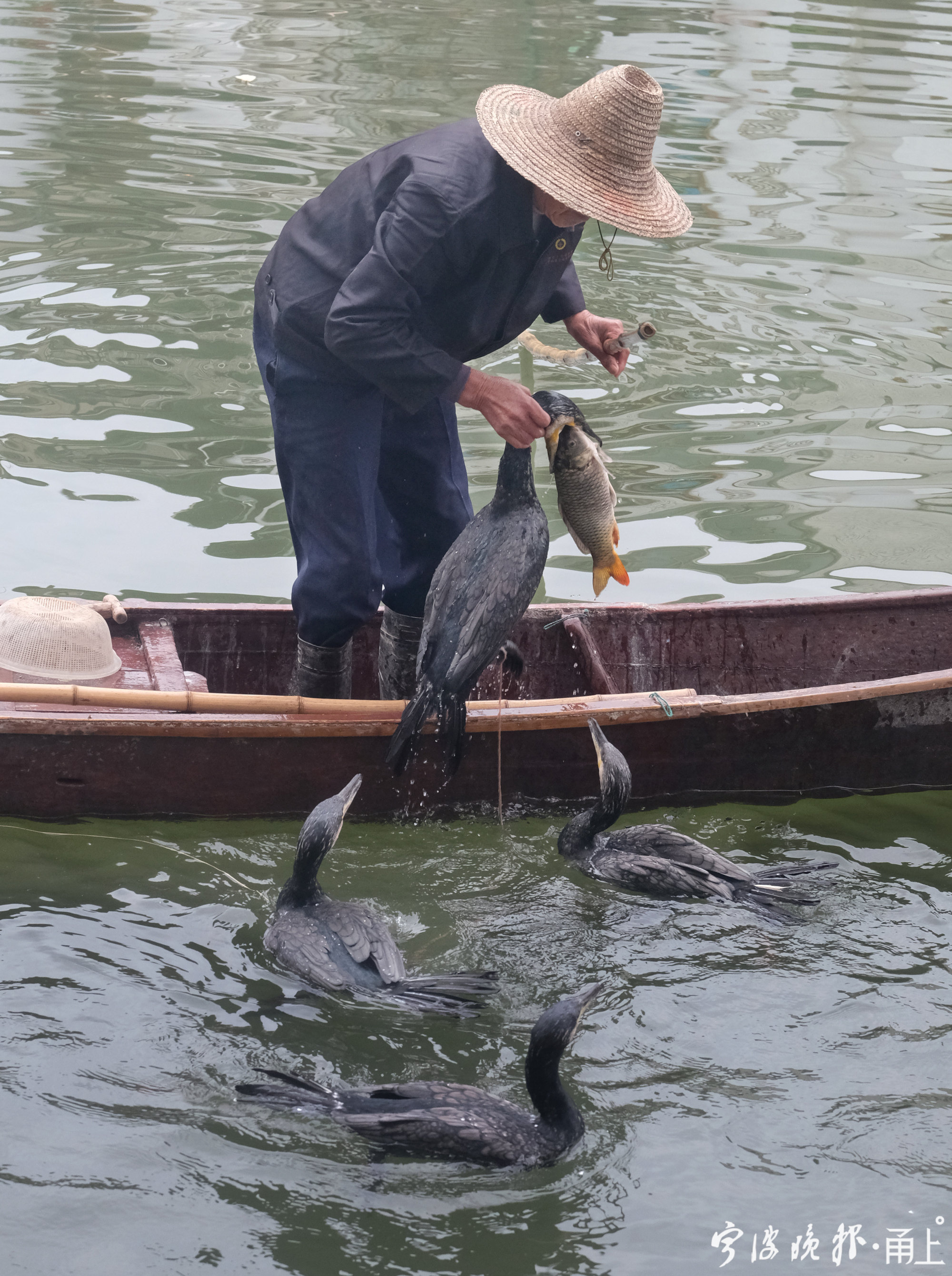 九旬渔翁鸬鹚捕鱼