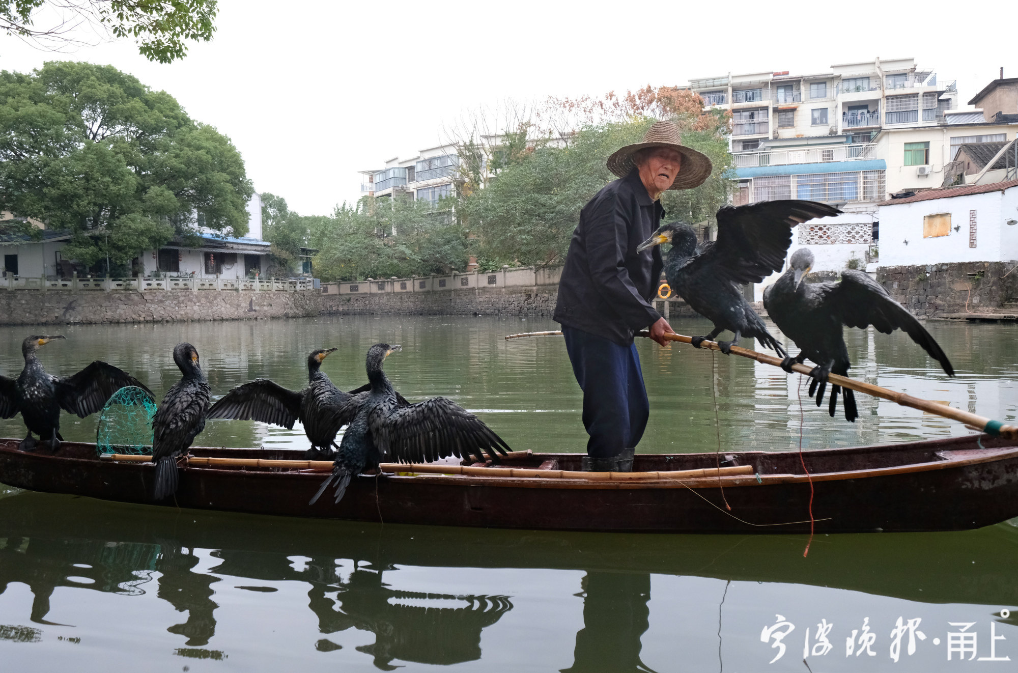 九旬漁翁鸕鷀捕魚