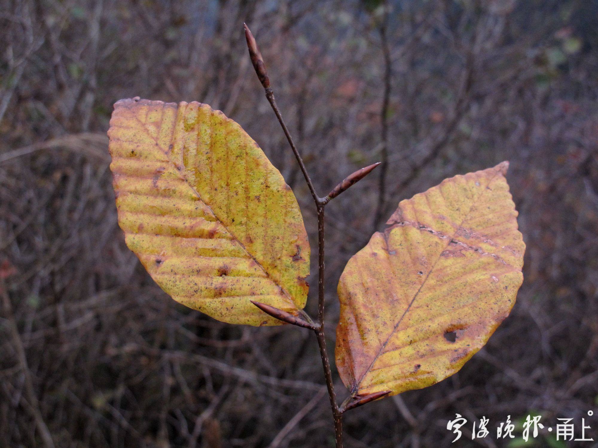 林海伦 摄显微镜下的米心水青冈叶脉特写,侧脉平行度很高.