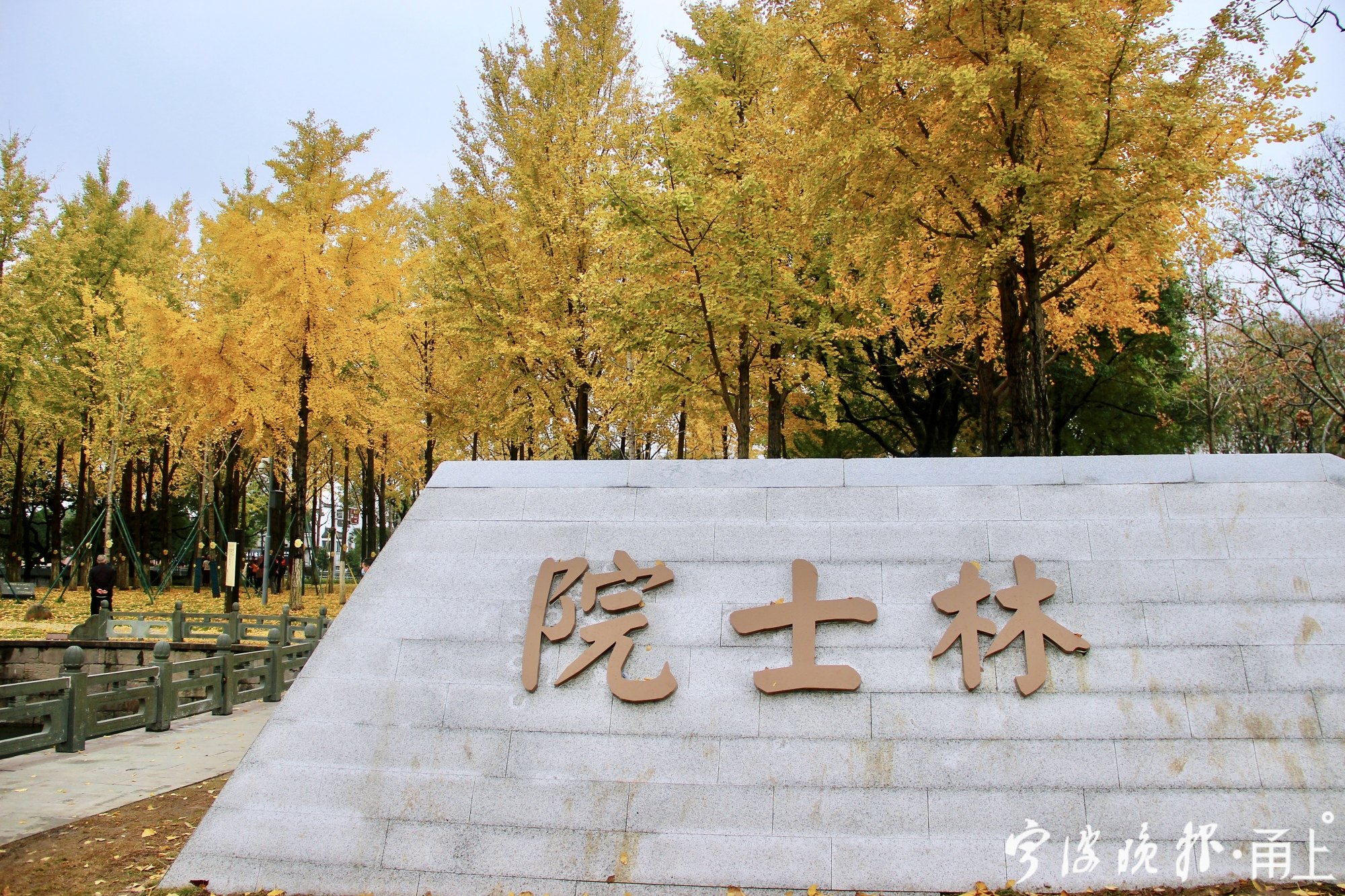 月湖公园银杏换"金装" - 宁波都市传媒网