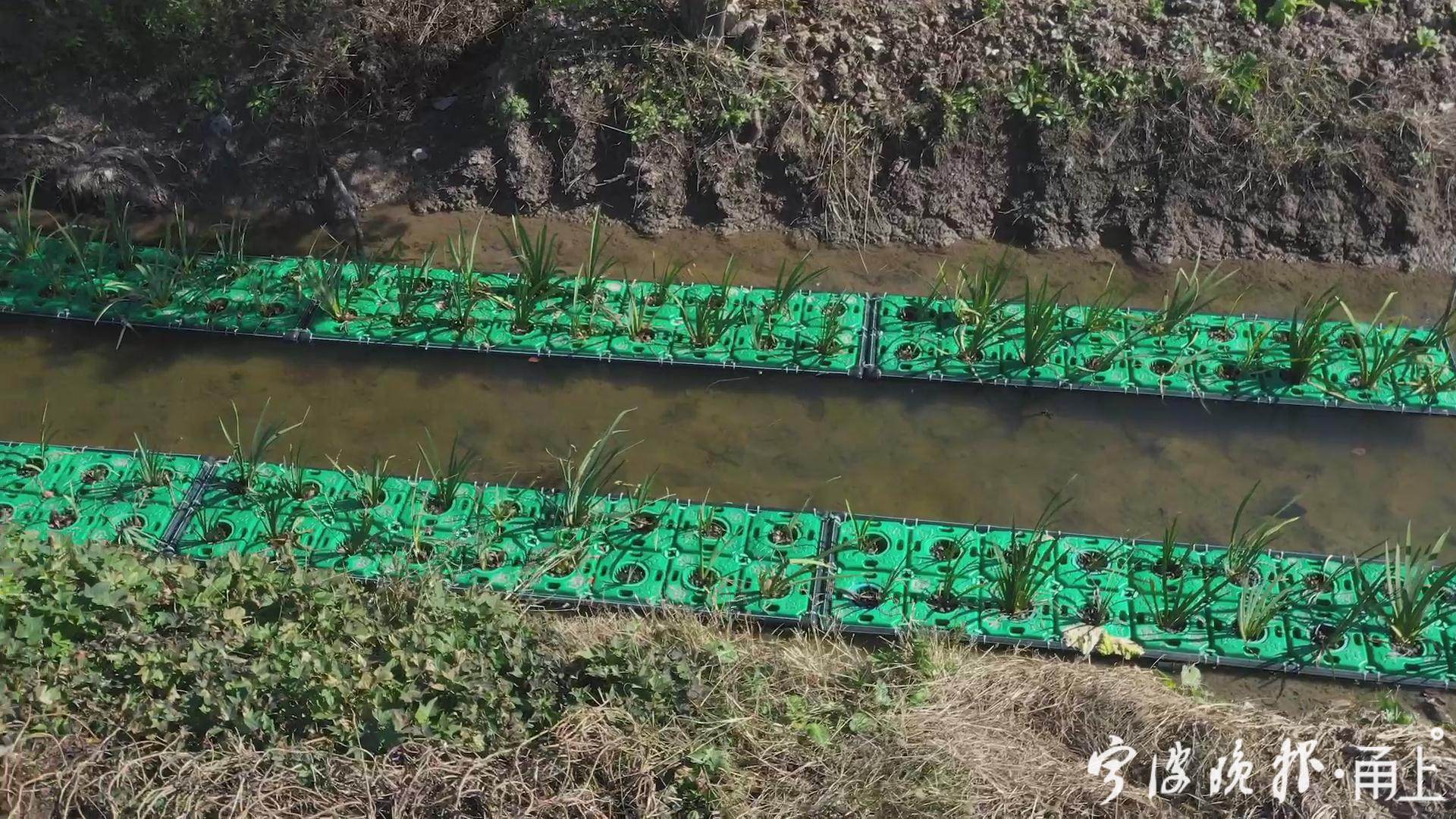 小小生态拦截沟可精准治污!慈溪坎墩的这项创新技术成效初显