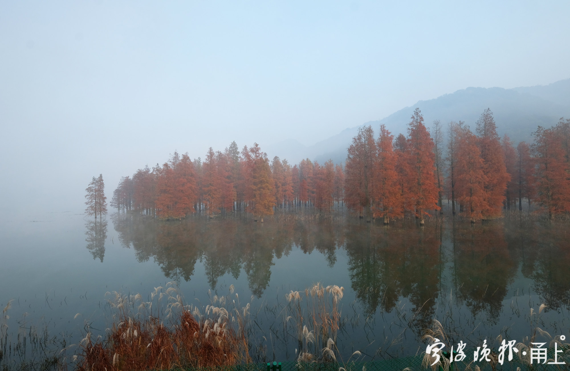 初冬太白湖晨雾让这片水杉林现出水墨意境