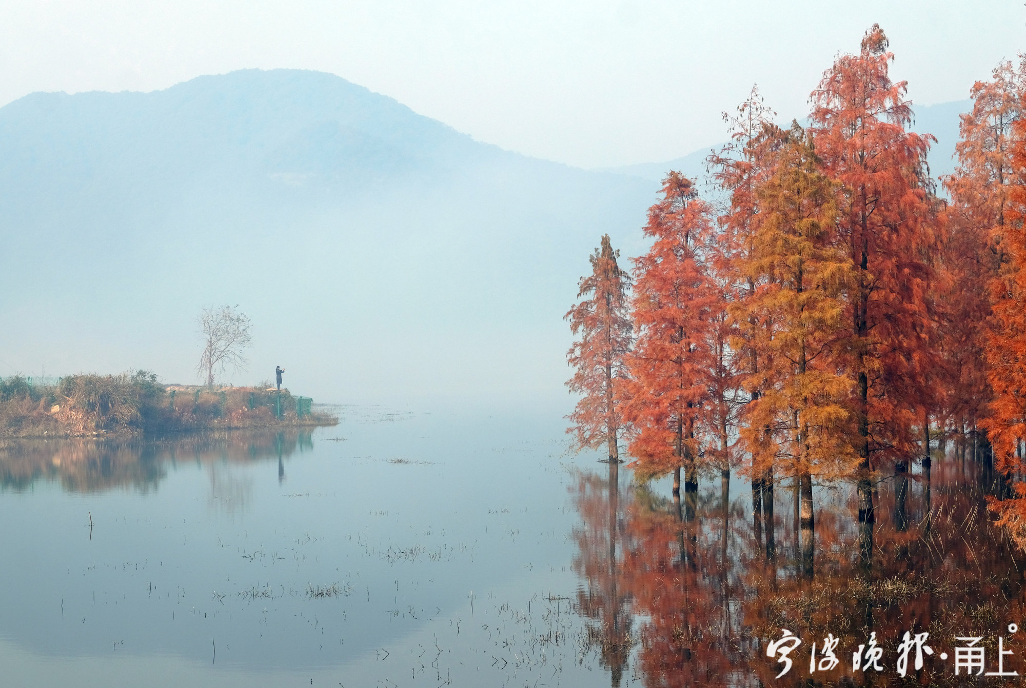 初冬太白湖晨雾让这片水杉林现出水墨意境