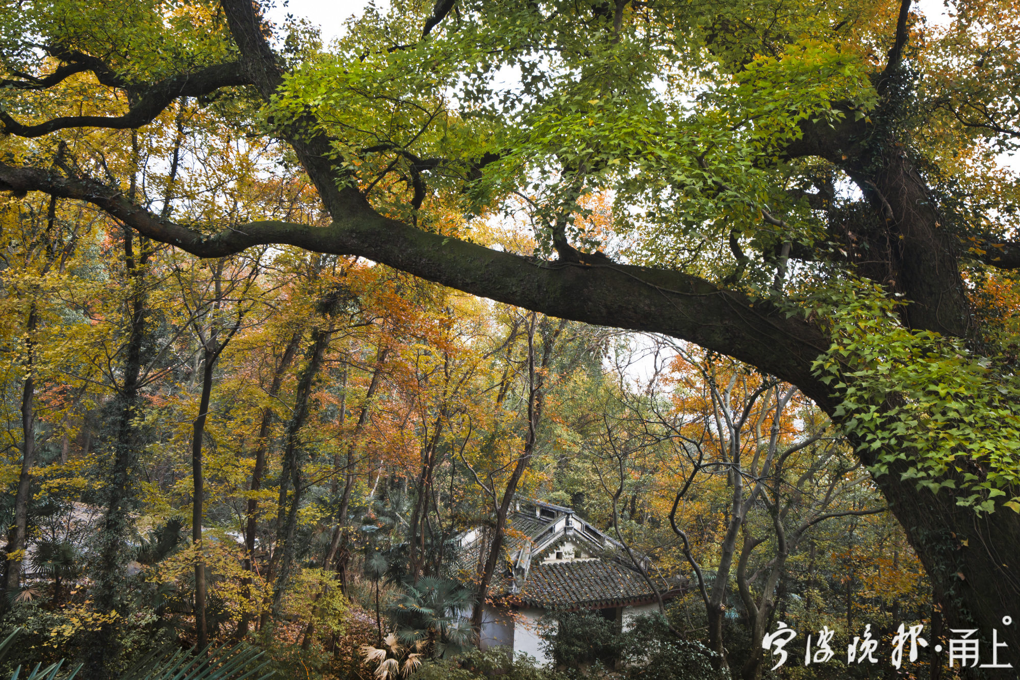 保国寺森林氧吧上榜2021年度浙江森林氧吧