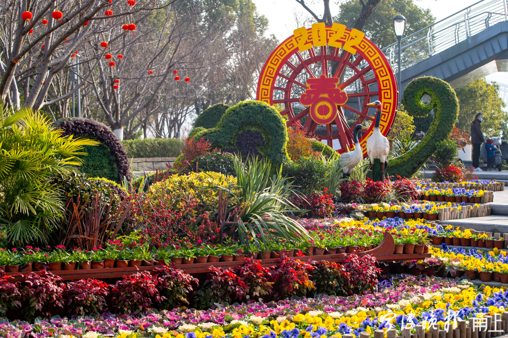 61奉化江滨江公园摆花造景迎新年