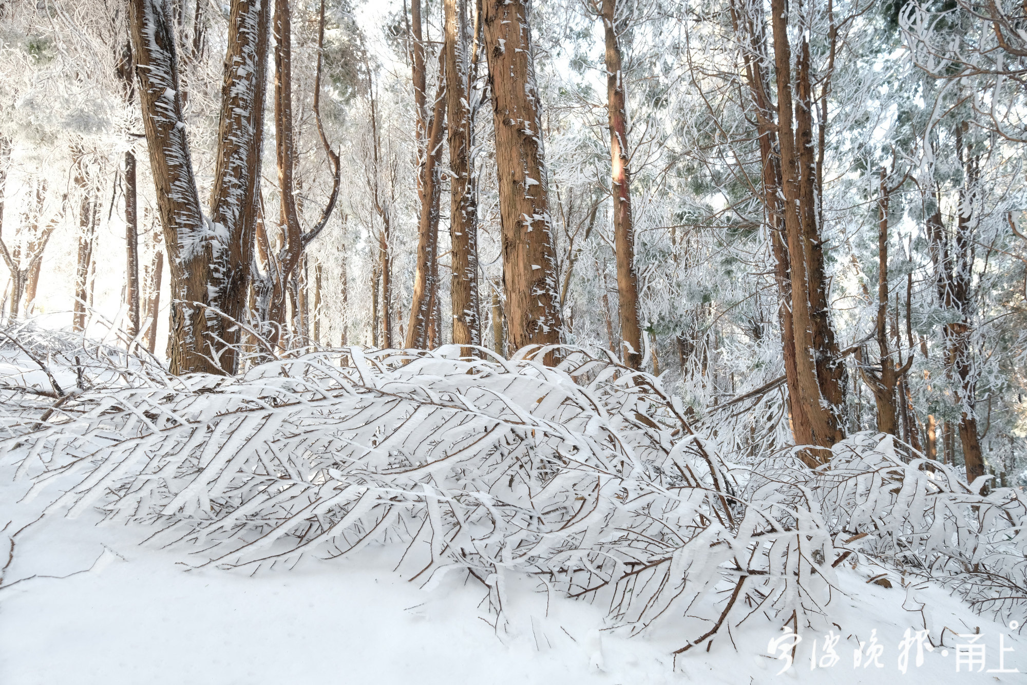 金峨山顶现冰雪奇观