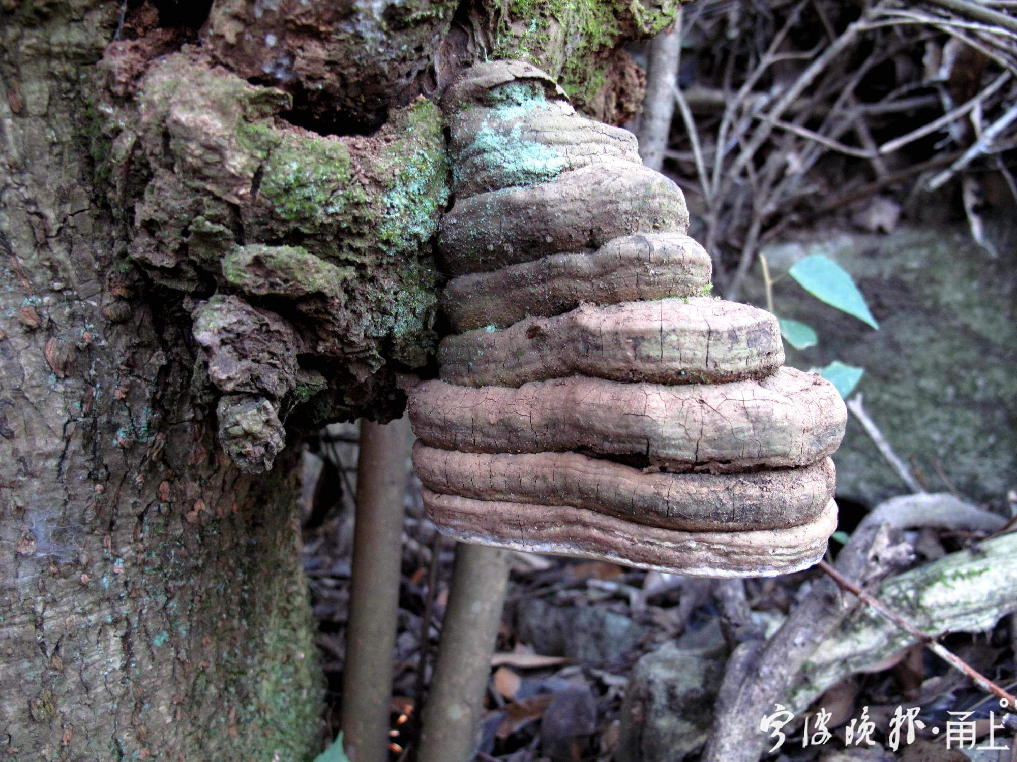 20——树舌灵芝,有的种类可以多层叠加,每年生长叠加一层形成宝塔形.