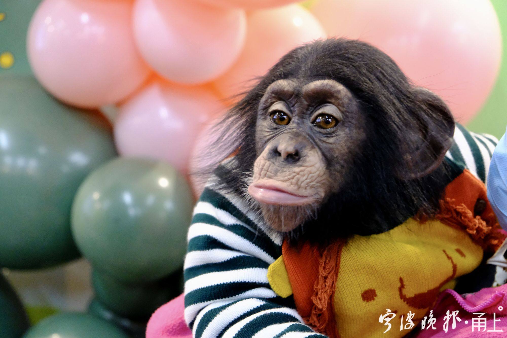 小黑猩猩2.jpg