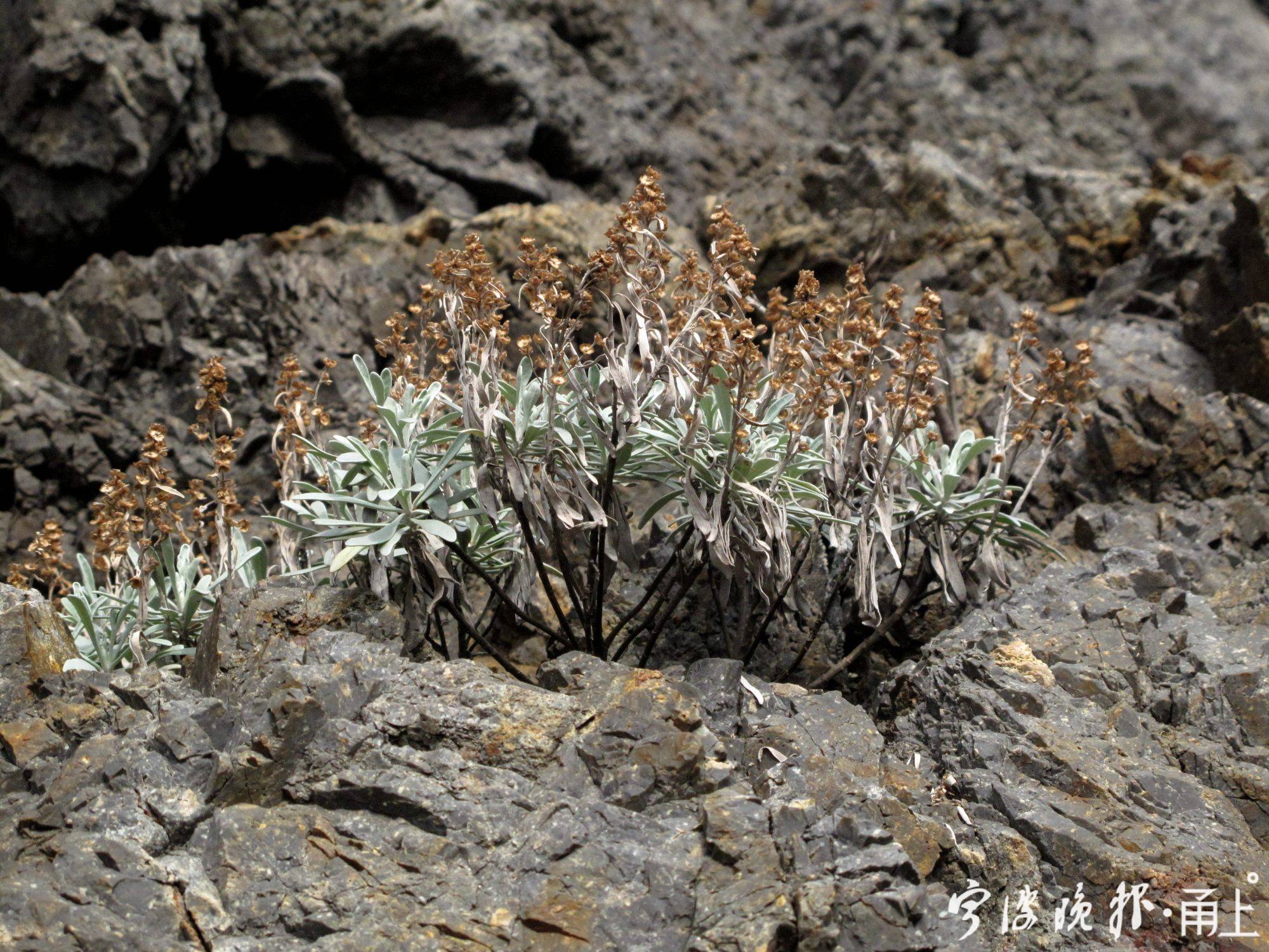 25——芙蓉菊是种仅仅出现在海边崖壁上的半灌木菊科植物，它们似乎也十分喜欢有盐碱的环境.JPG