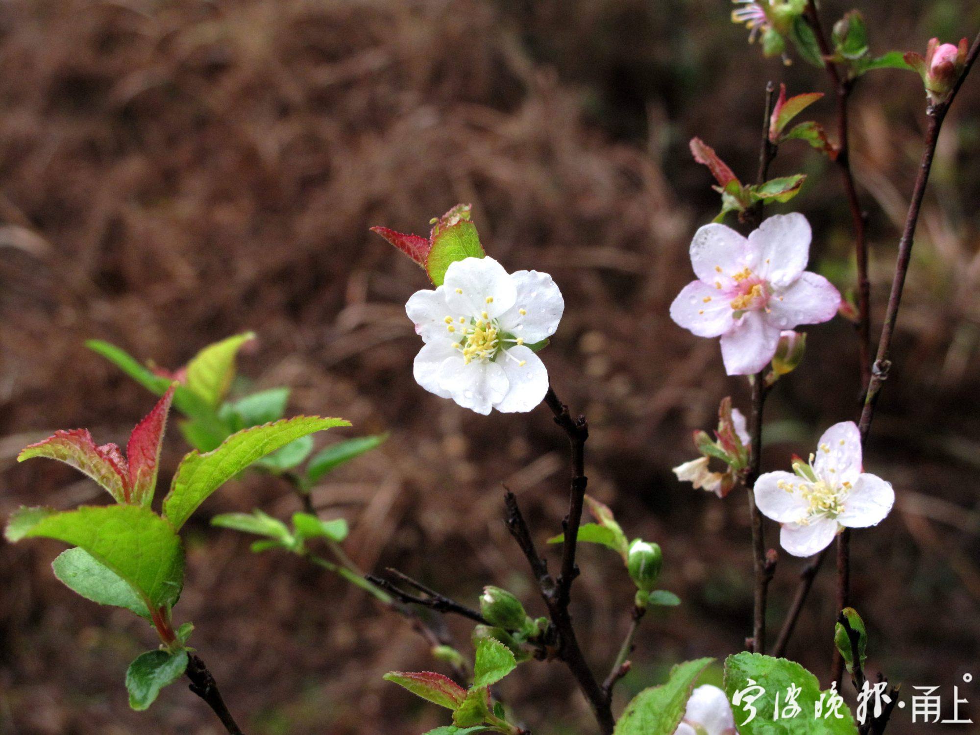 5——毛柱郁李有两种颜色的花瓣：白色和粉色.JPG