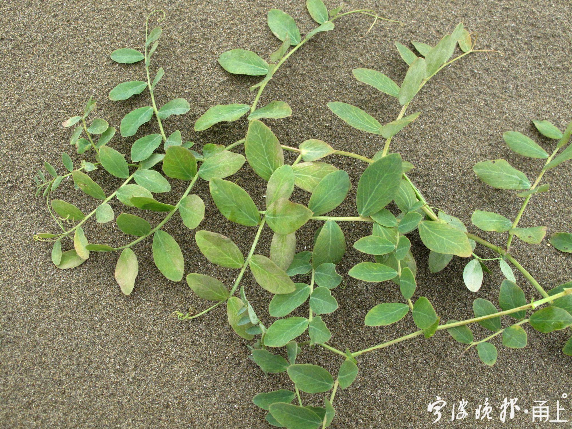 44——海滨香豌豆（又名海滨山黧豆），是种典型的耐盐碱植物种类，在蛟龙沙滩成片出现.JPG