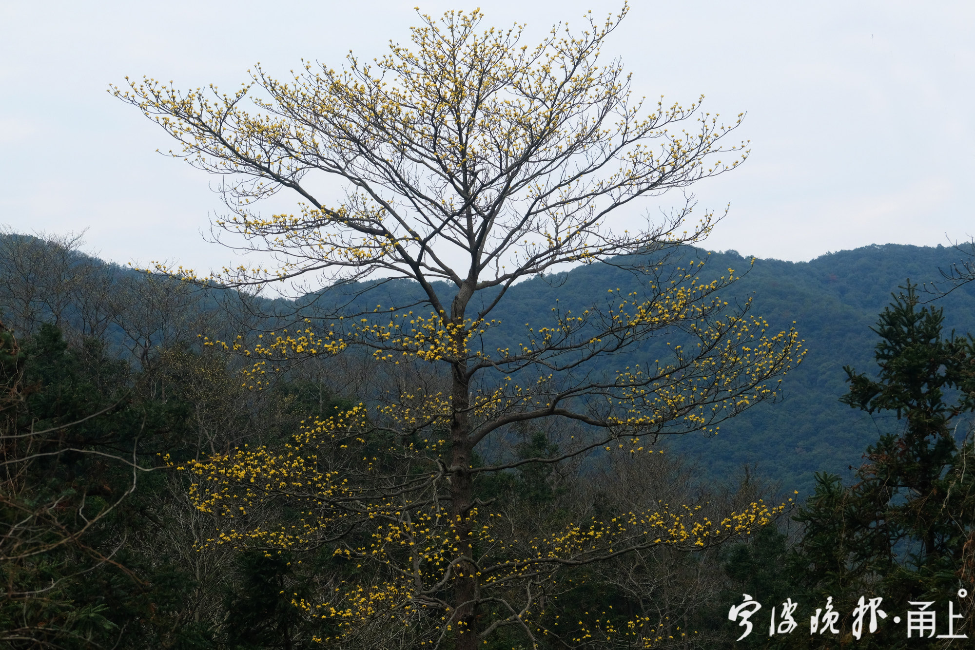 檫木花开俏迎春天