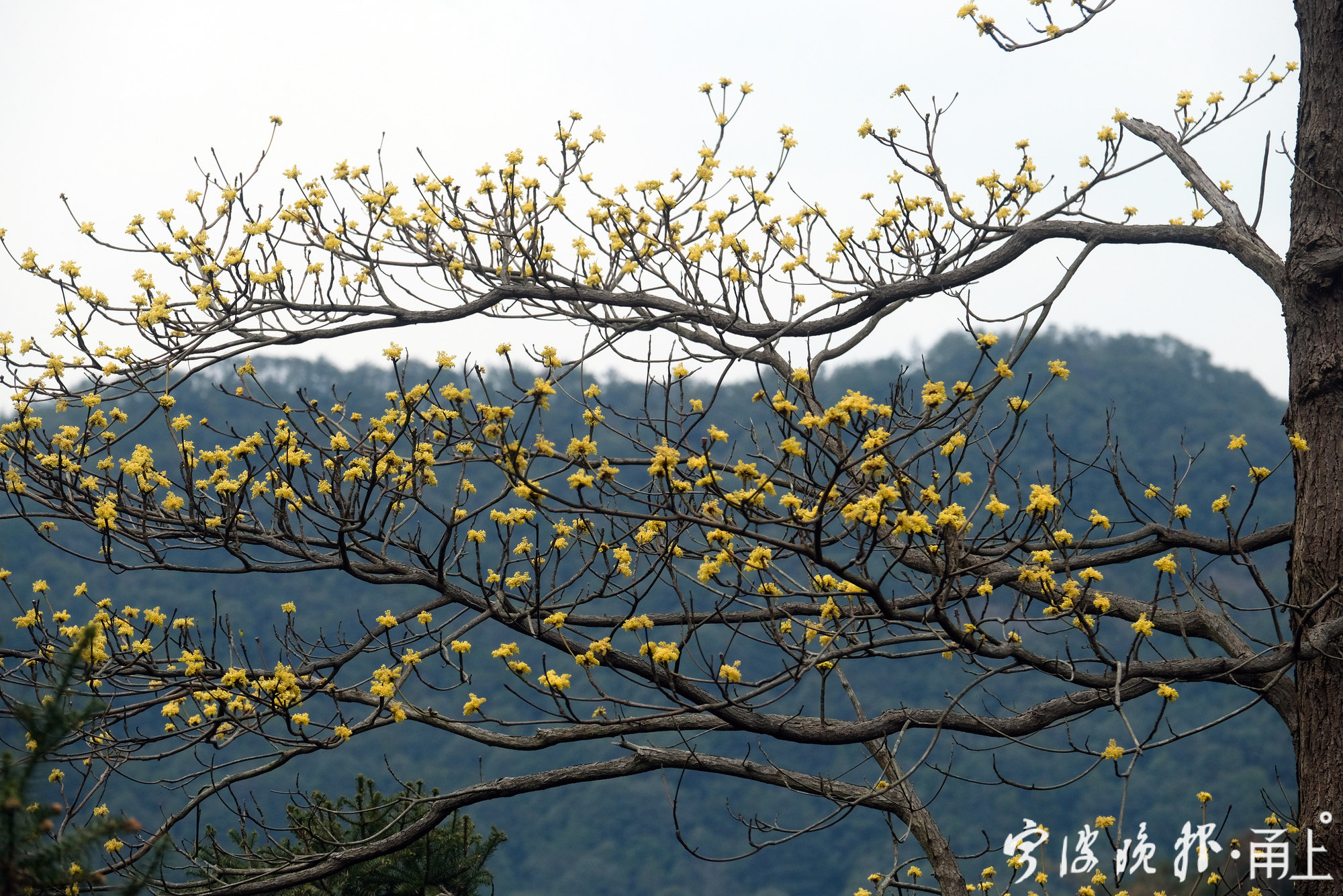 檫木花开俏迎春天