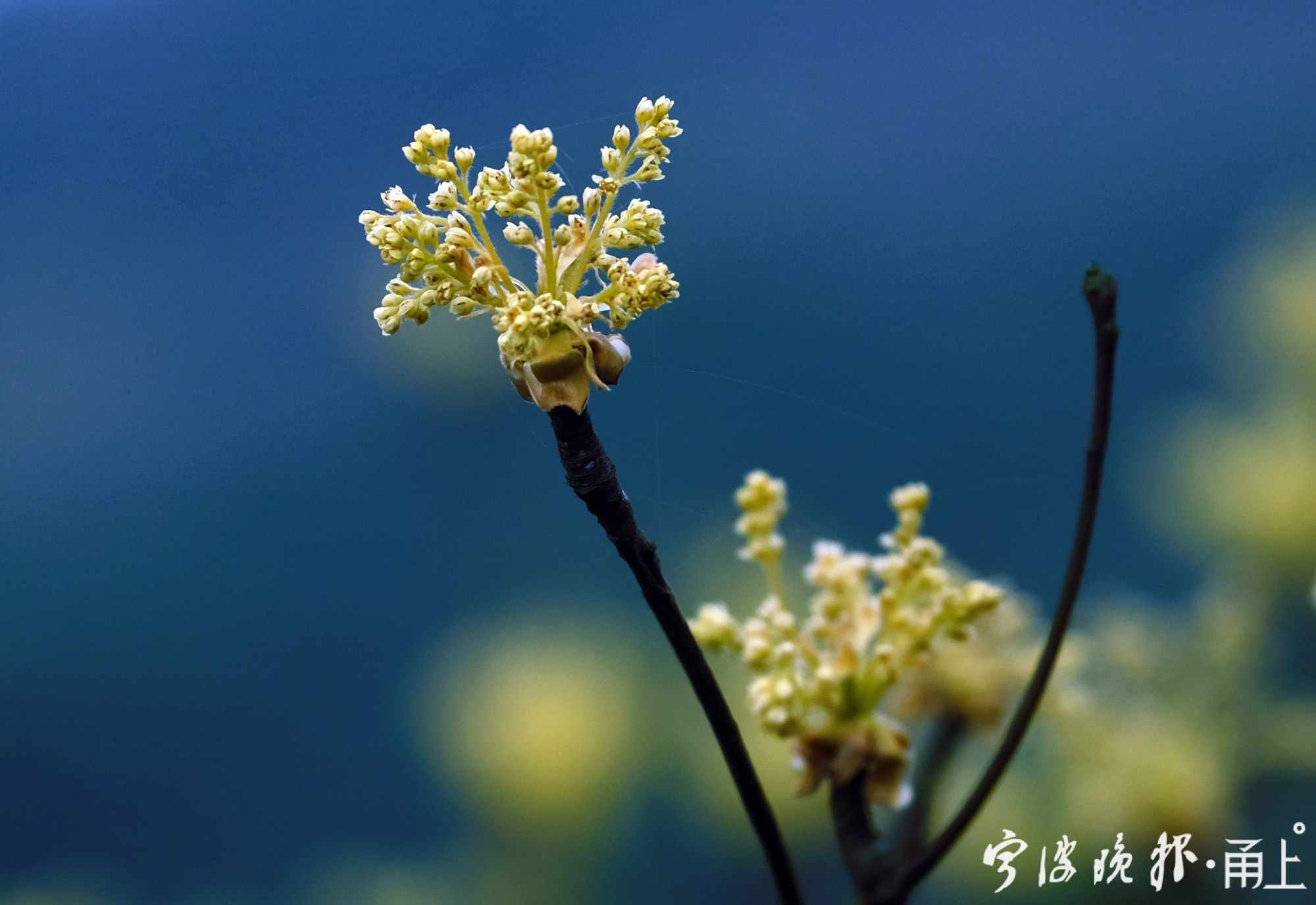 檫木花开俏迎春天