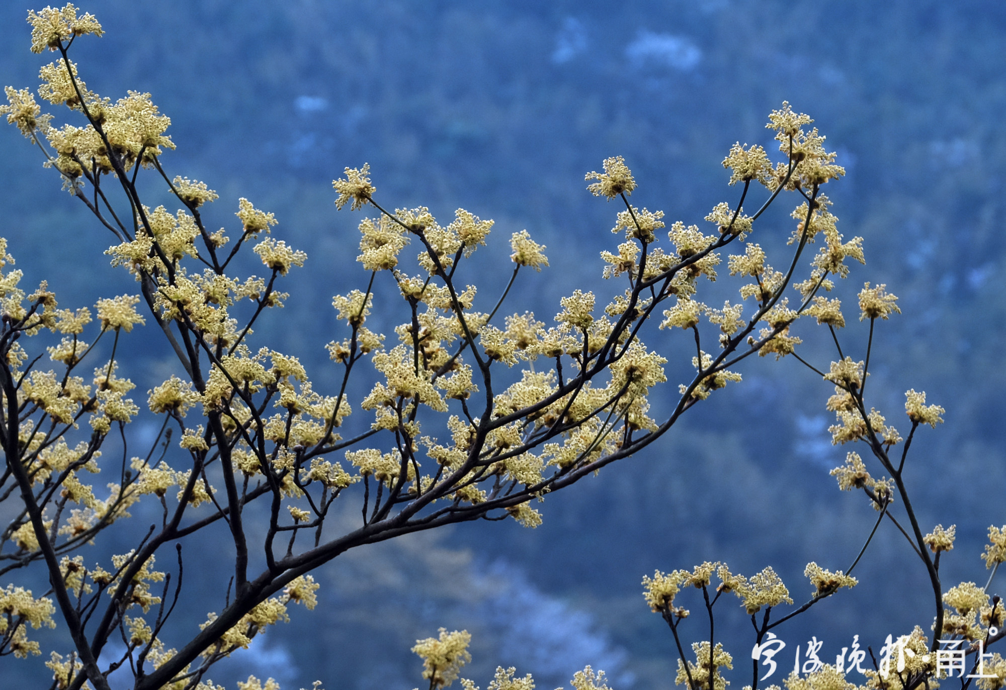檫木花开俏迎春天