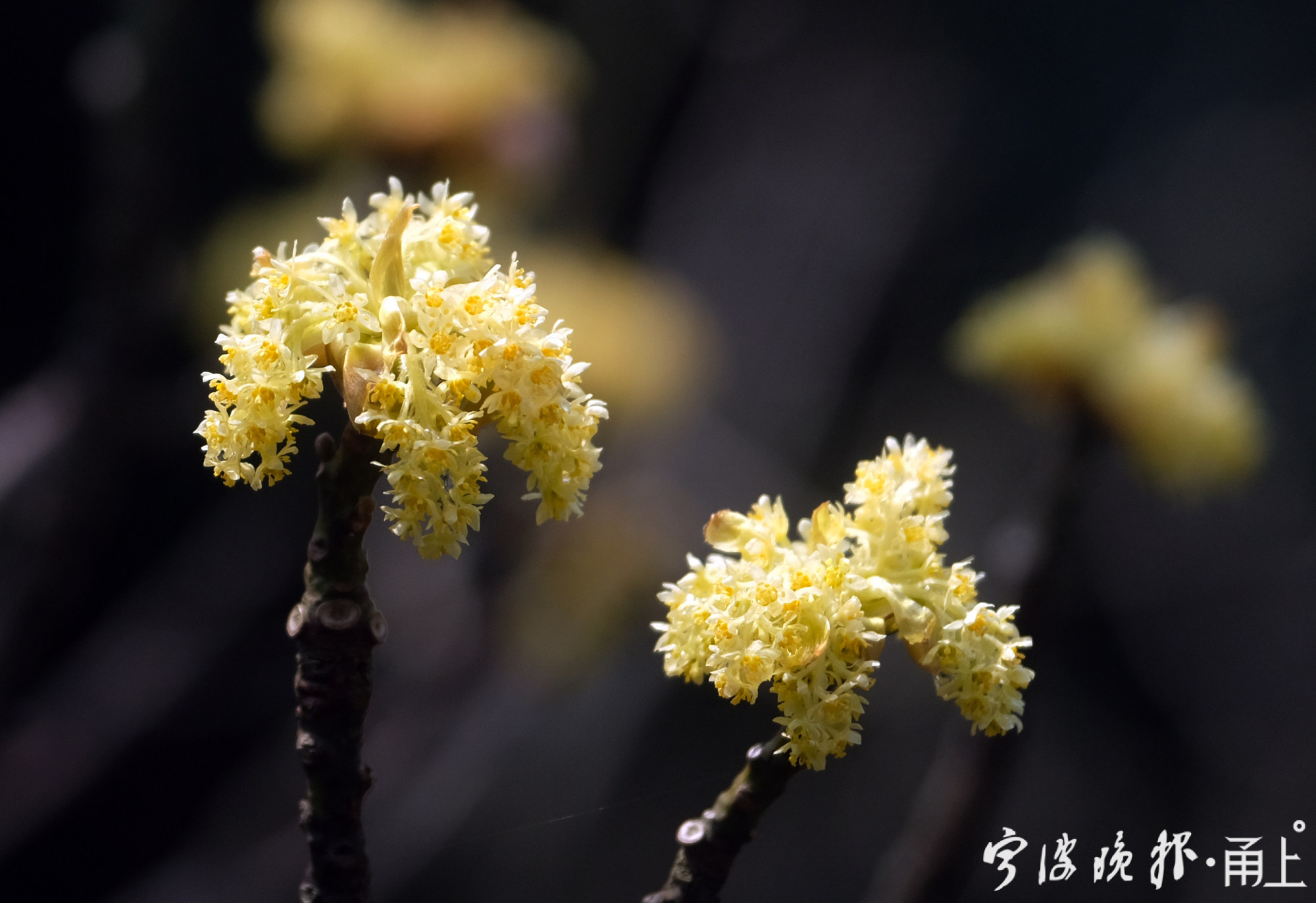 早春第一花来了鄞州横邹线檫木花进入盛开季节