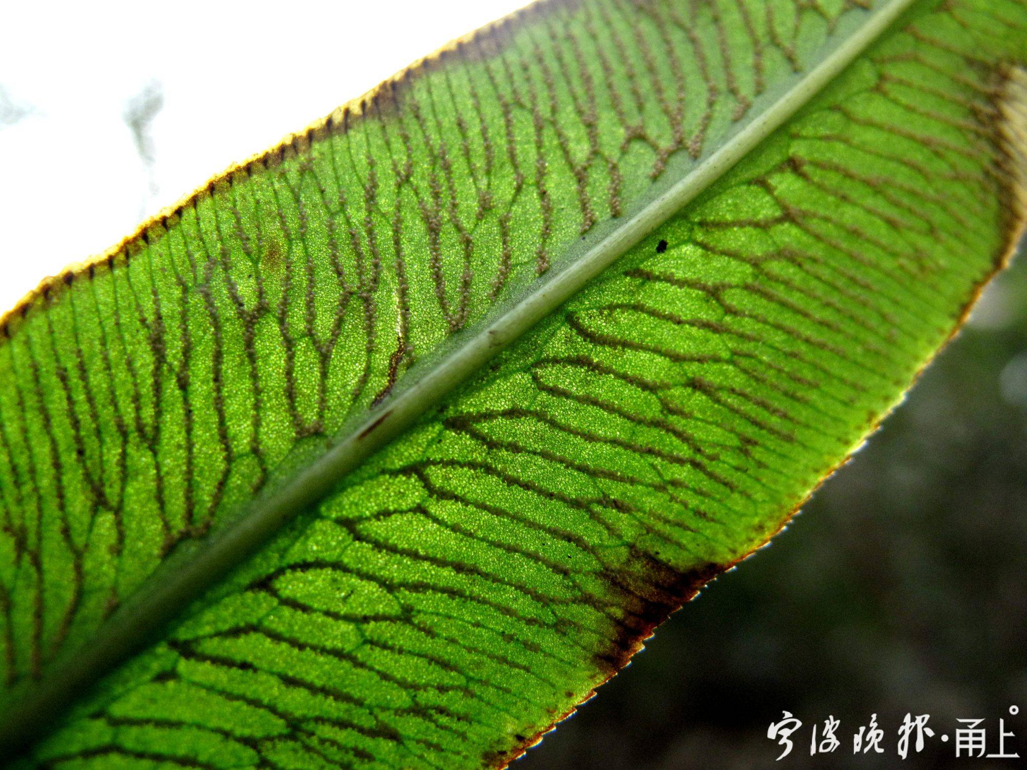 17——常见的凤丫蕨的孢子叶，羽片的侧脉结成明显的多数网眼.JPG