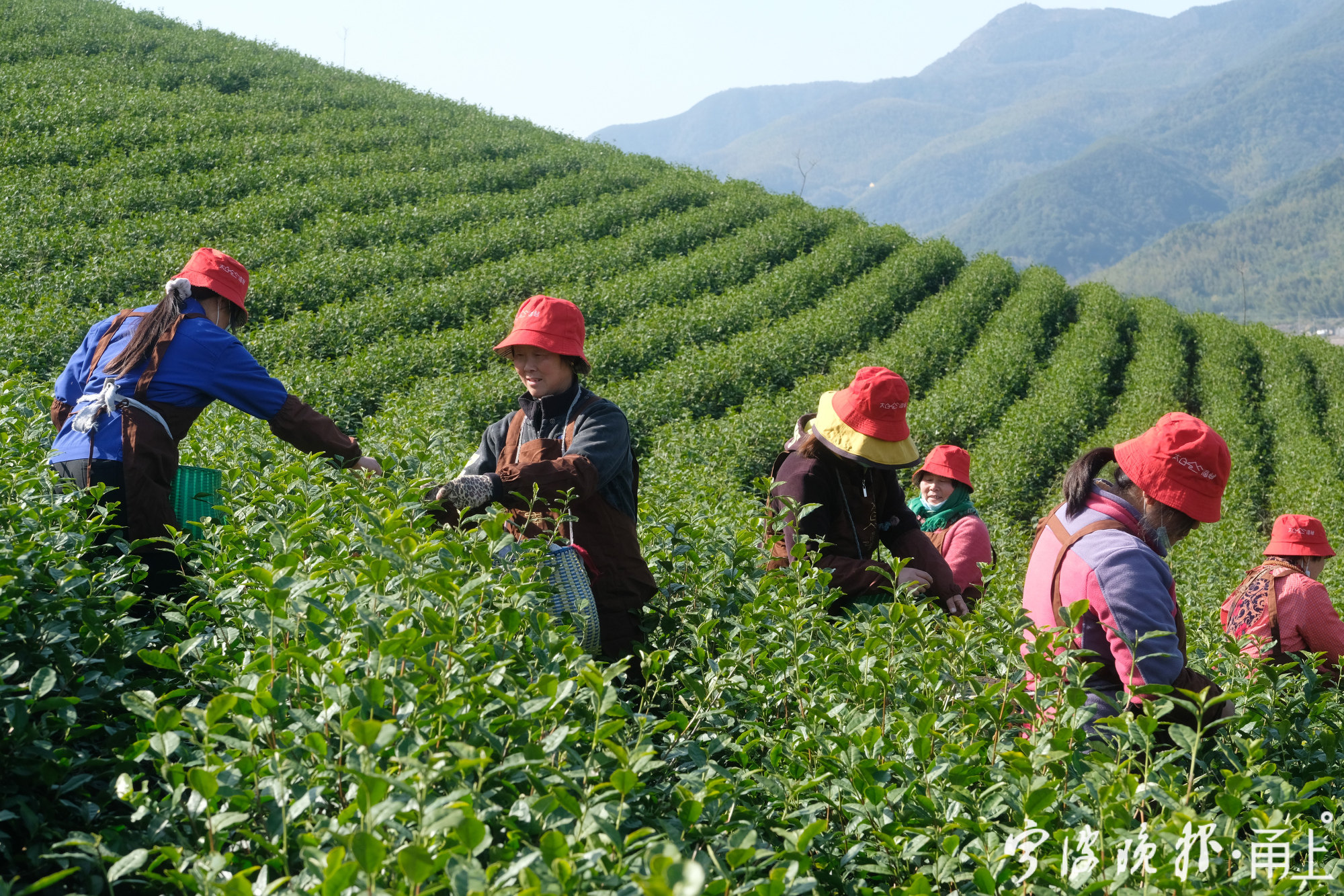 春茶满山坡,茶女采茶忙