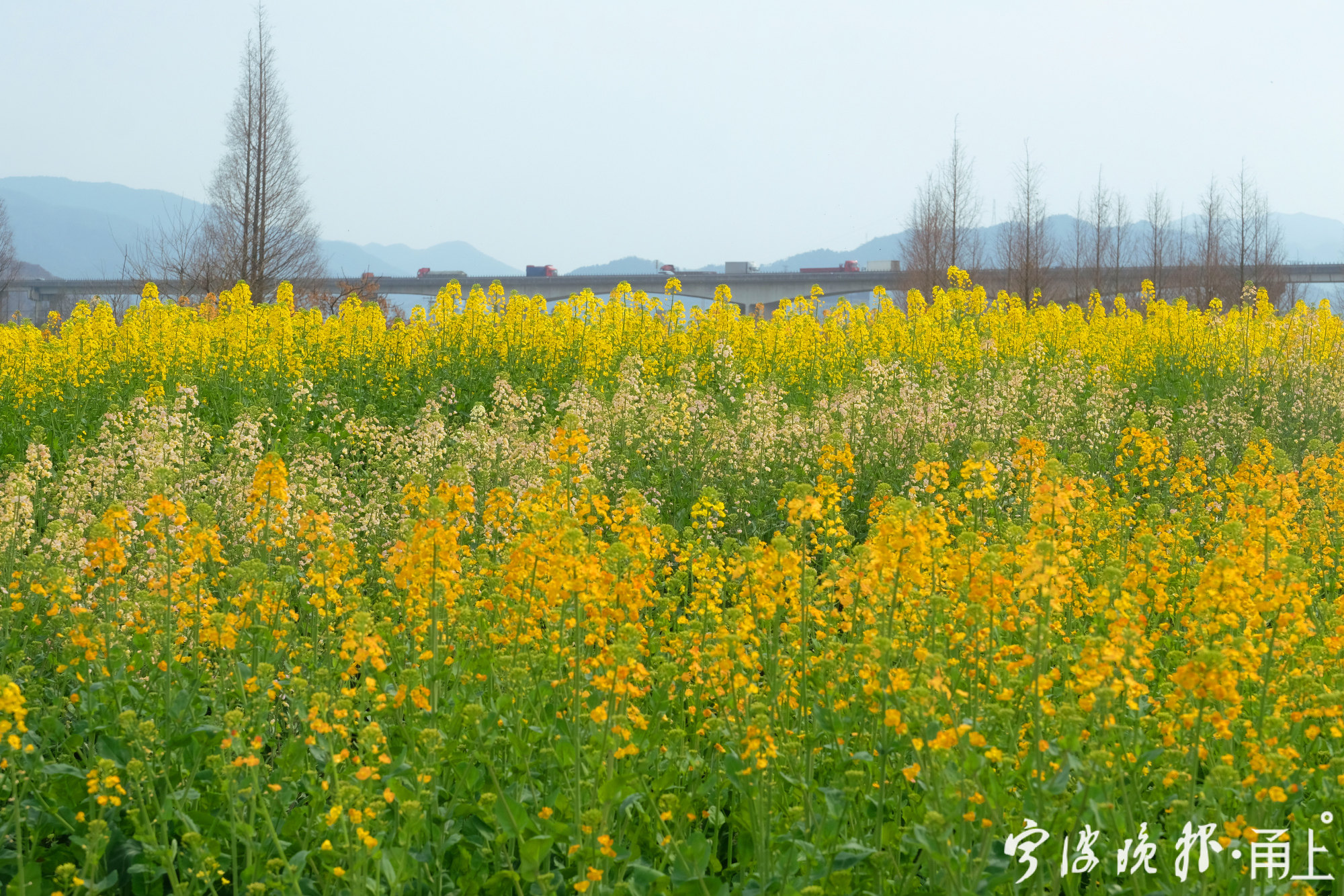 寧波這38畝七彩油菜花開了快去打卡吧