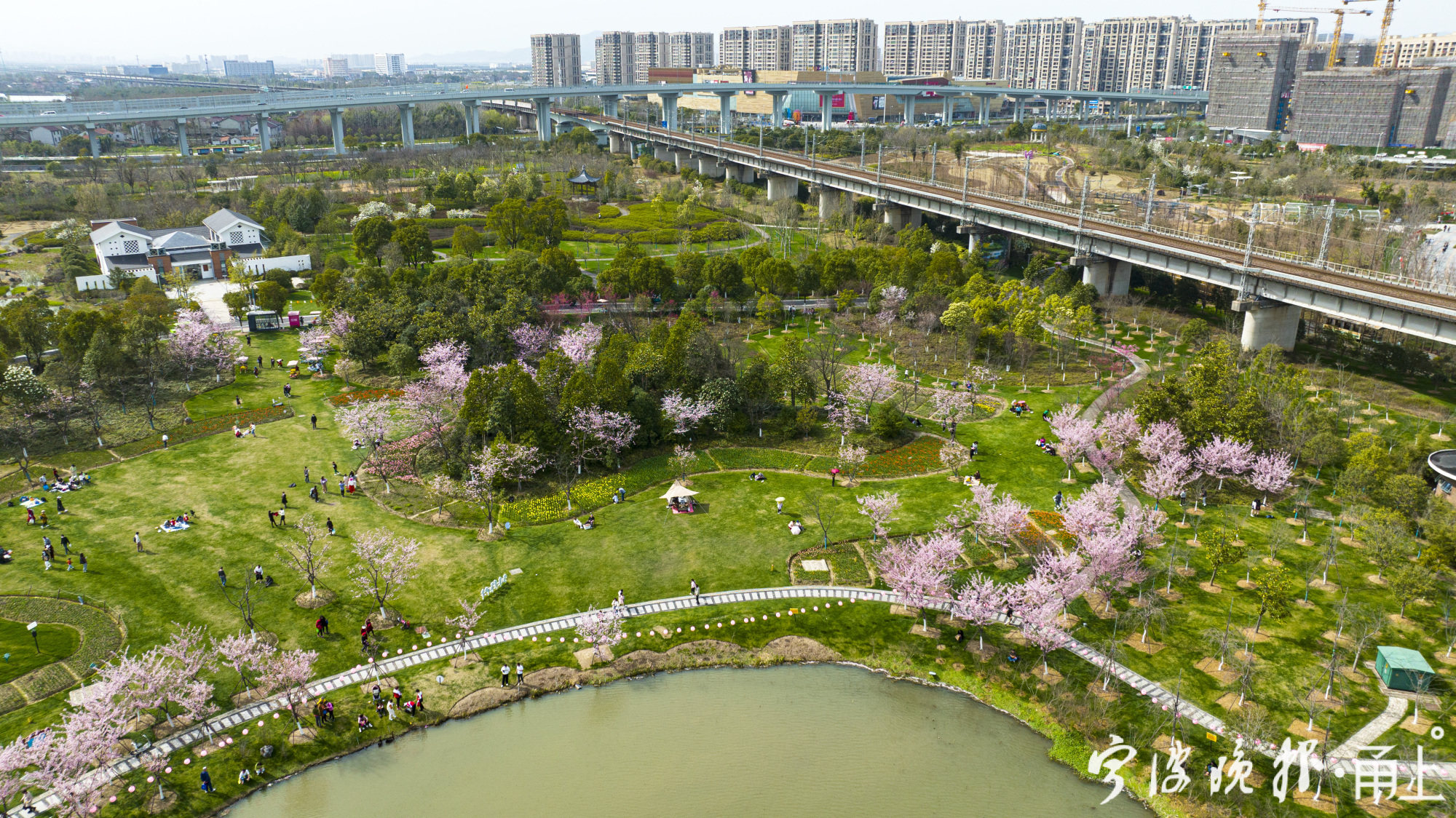 宁波植物园的早樱开了本月中旬开始逐渐进入盛花期