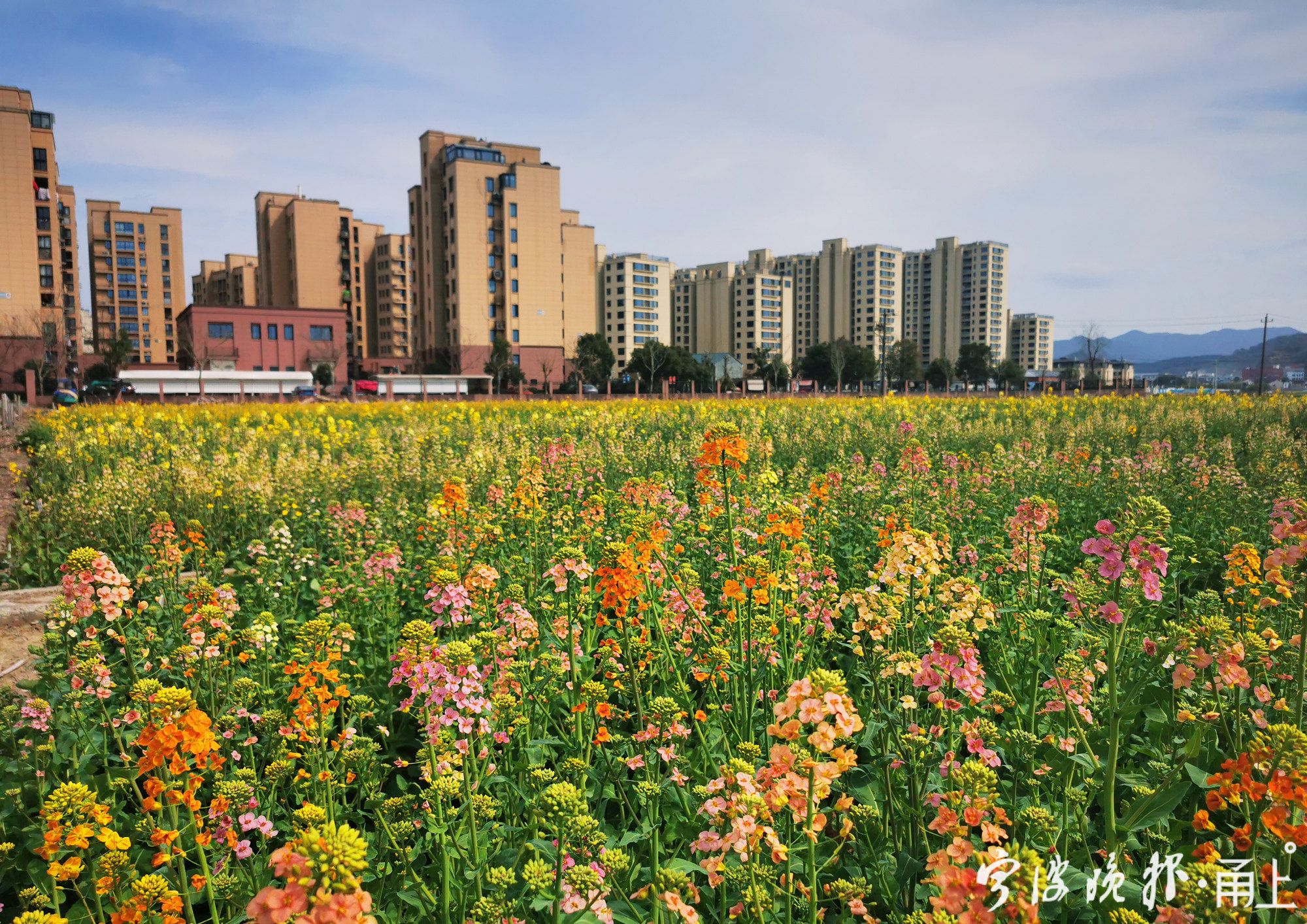 宁波这38亩七彩油菜花开了快去打卡吧