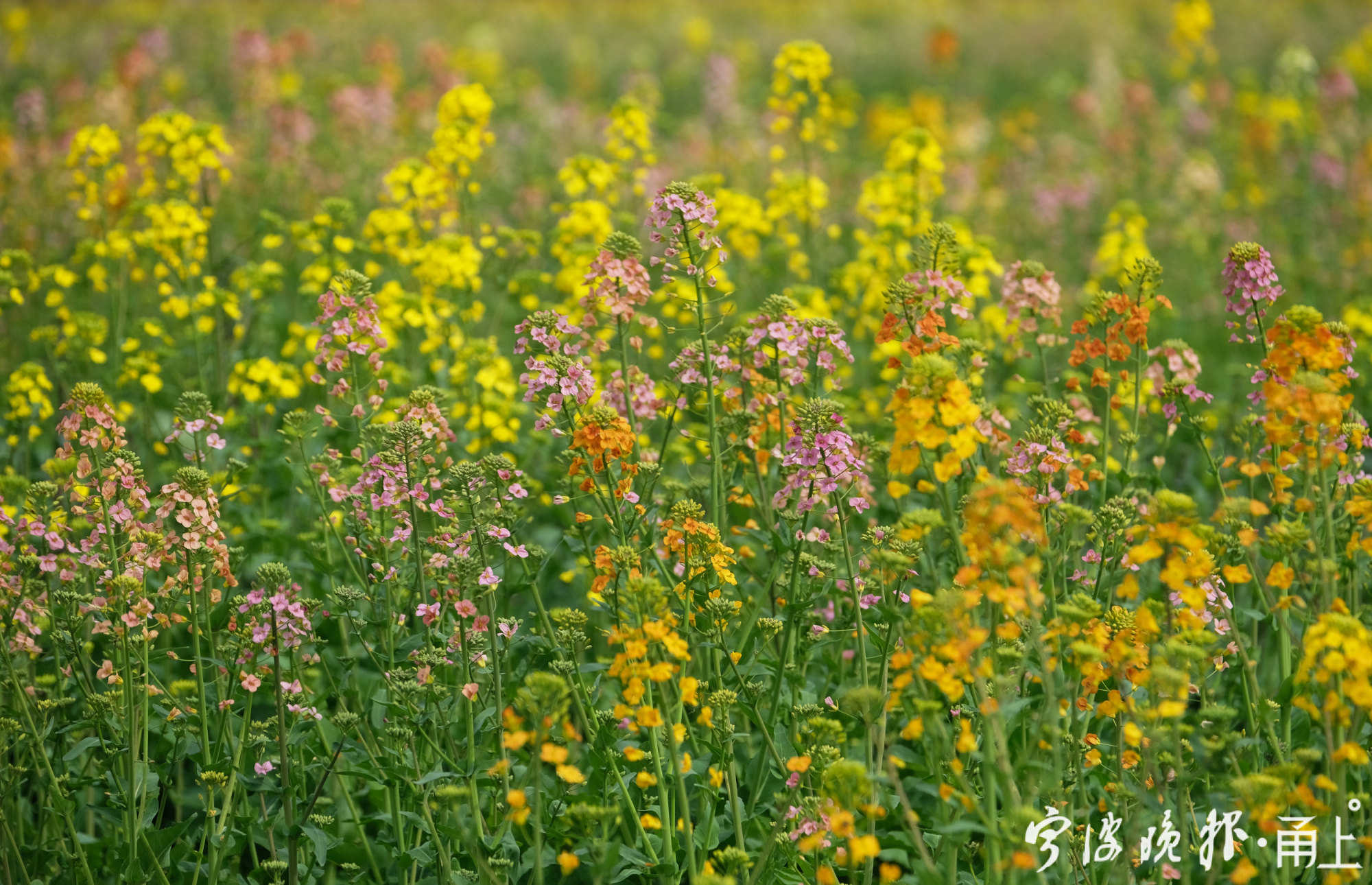 寧波這38畝七彩油菜花開了快去打卡吧