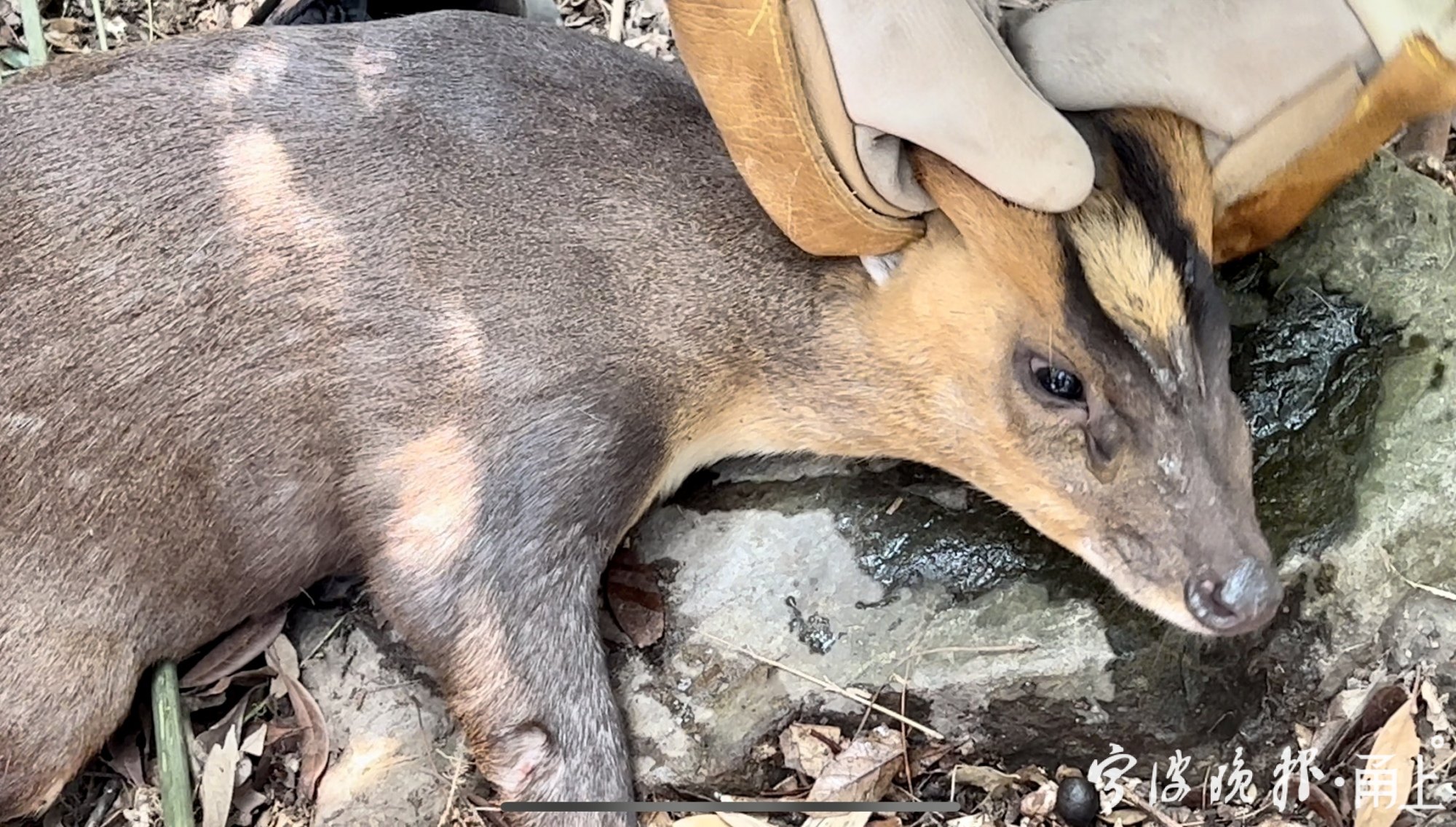 痛心國家二級保護動物麂子被捕獸夾套住非法狩獵野生動物將被嚴懲