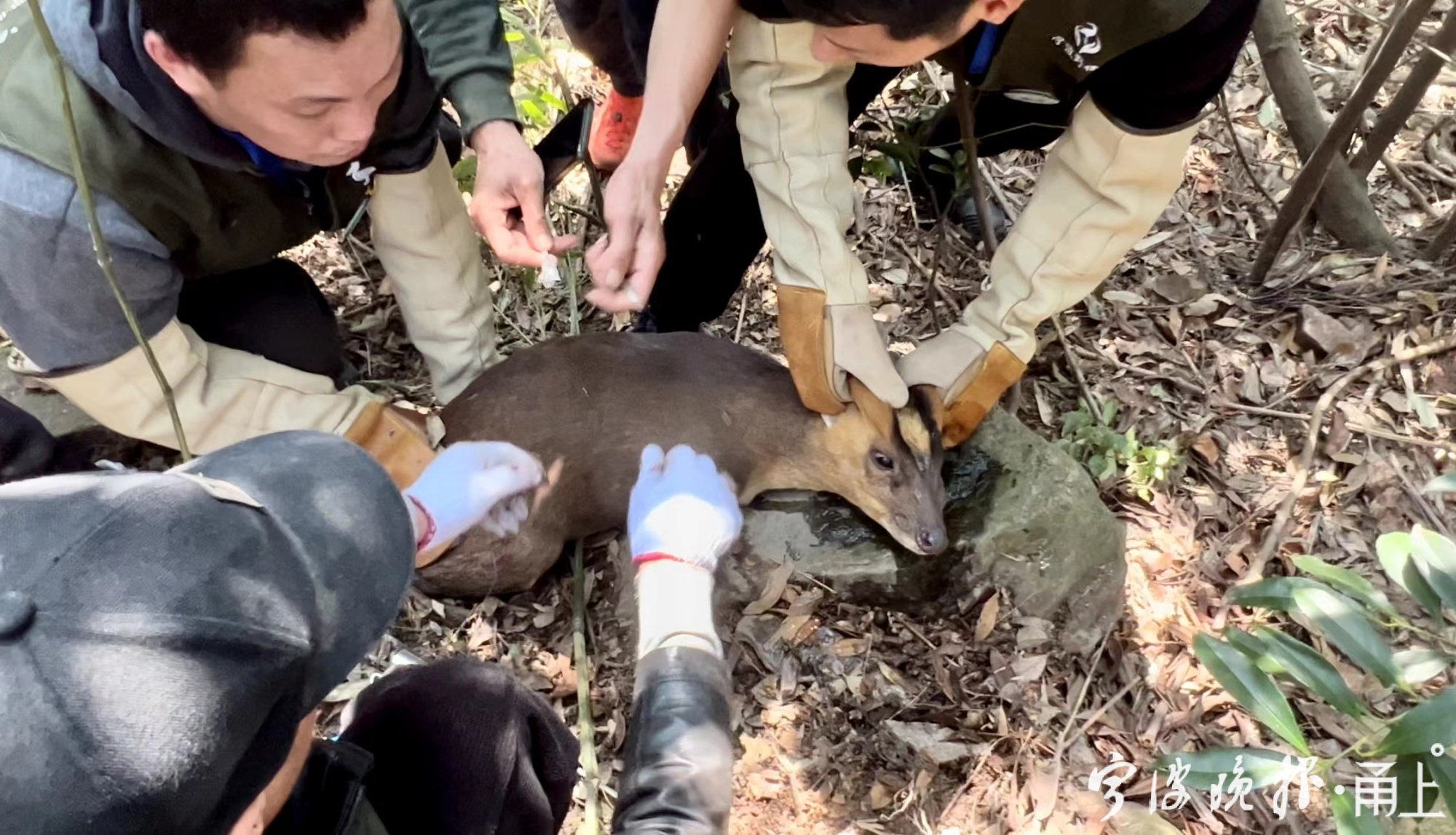 痛心國家二級保護動物麂子被捕獸夾套住非法狩獵野生動物將被嚴懲