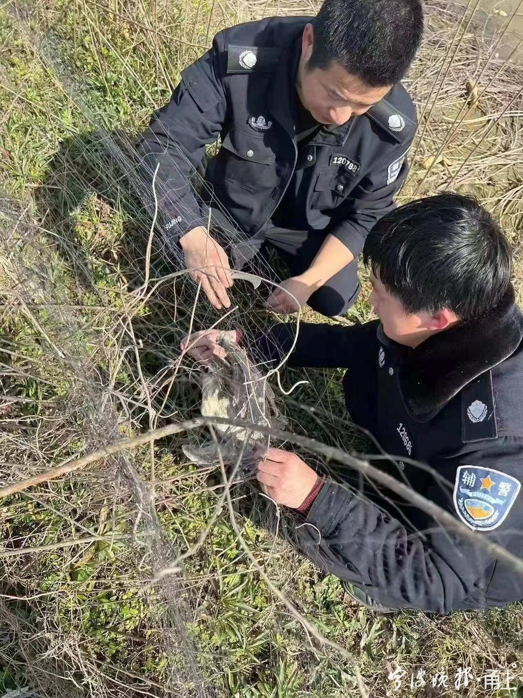 痛心國家二級保護動物麂子被捕獸夾套住非法狩獵野生動物將被嚴懲