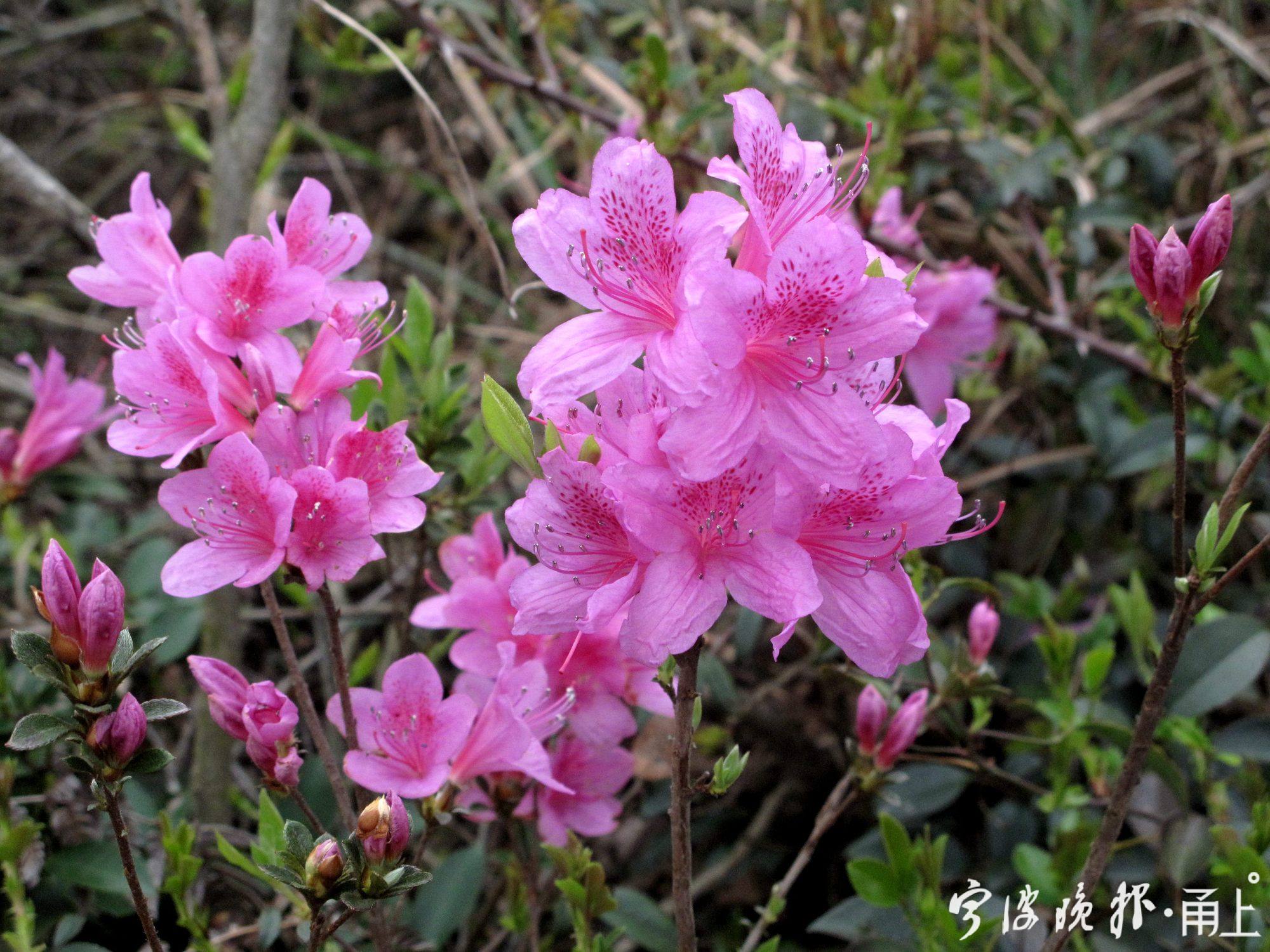 12—普陀杜鹃花朵特写,花冠内部有深红色的斑点.jpg
