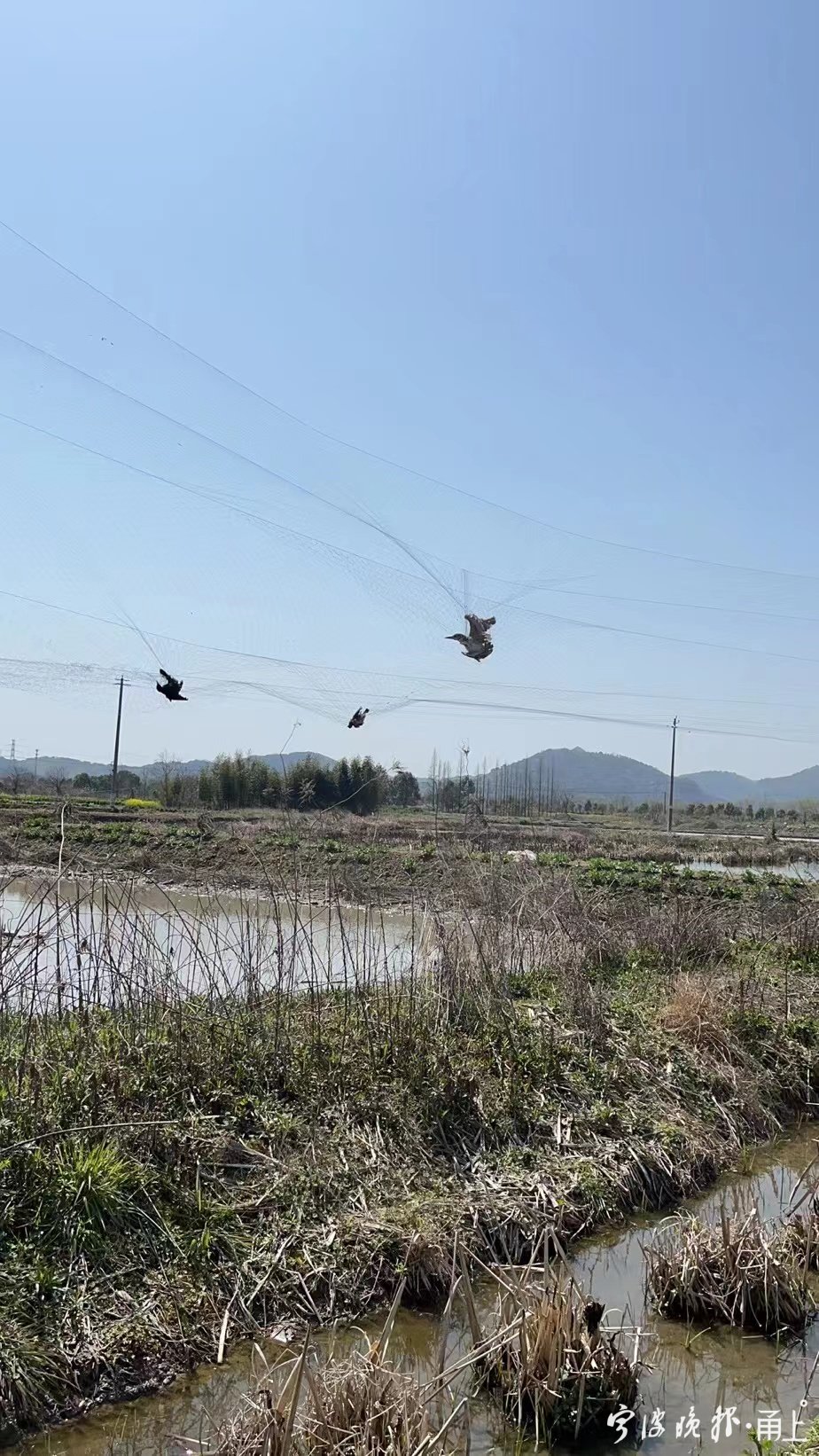 国家二级保护动物麂子被捕兽夹套住!非法狩猎野生动物将被严惩
